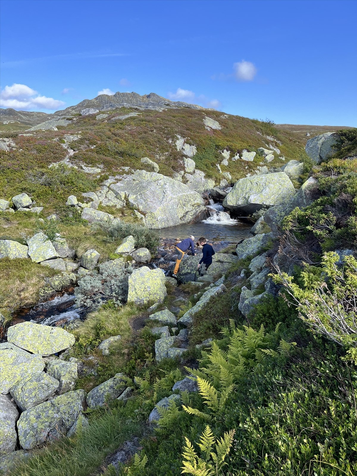 Selgers bilde. Galleribilde