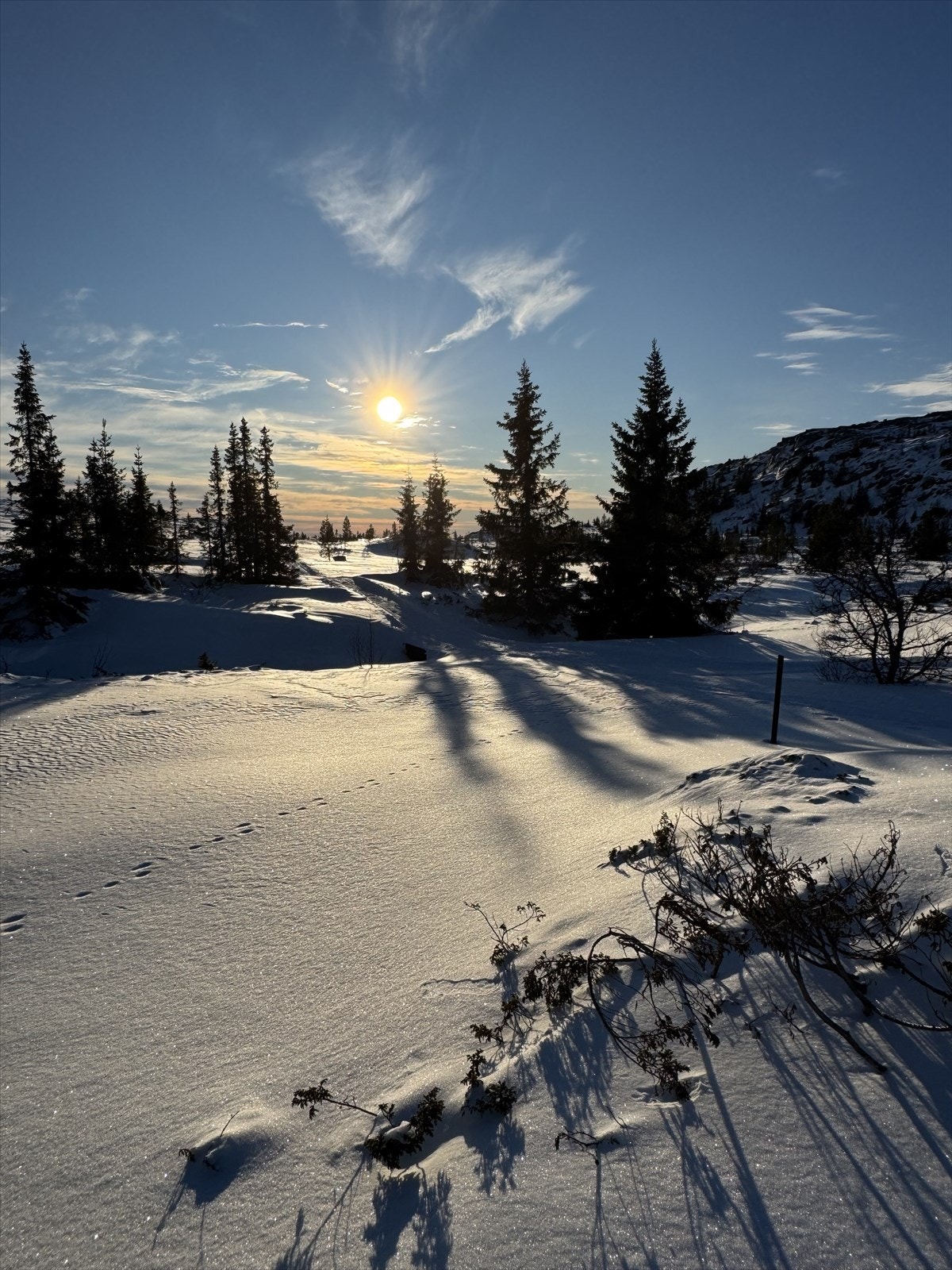 Selgers bilde. Galleribilde