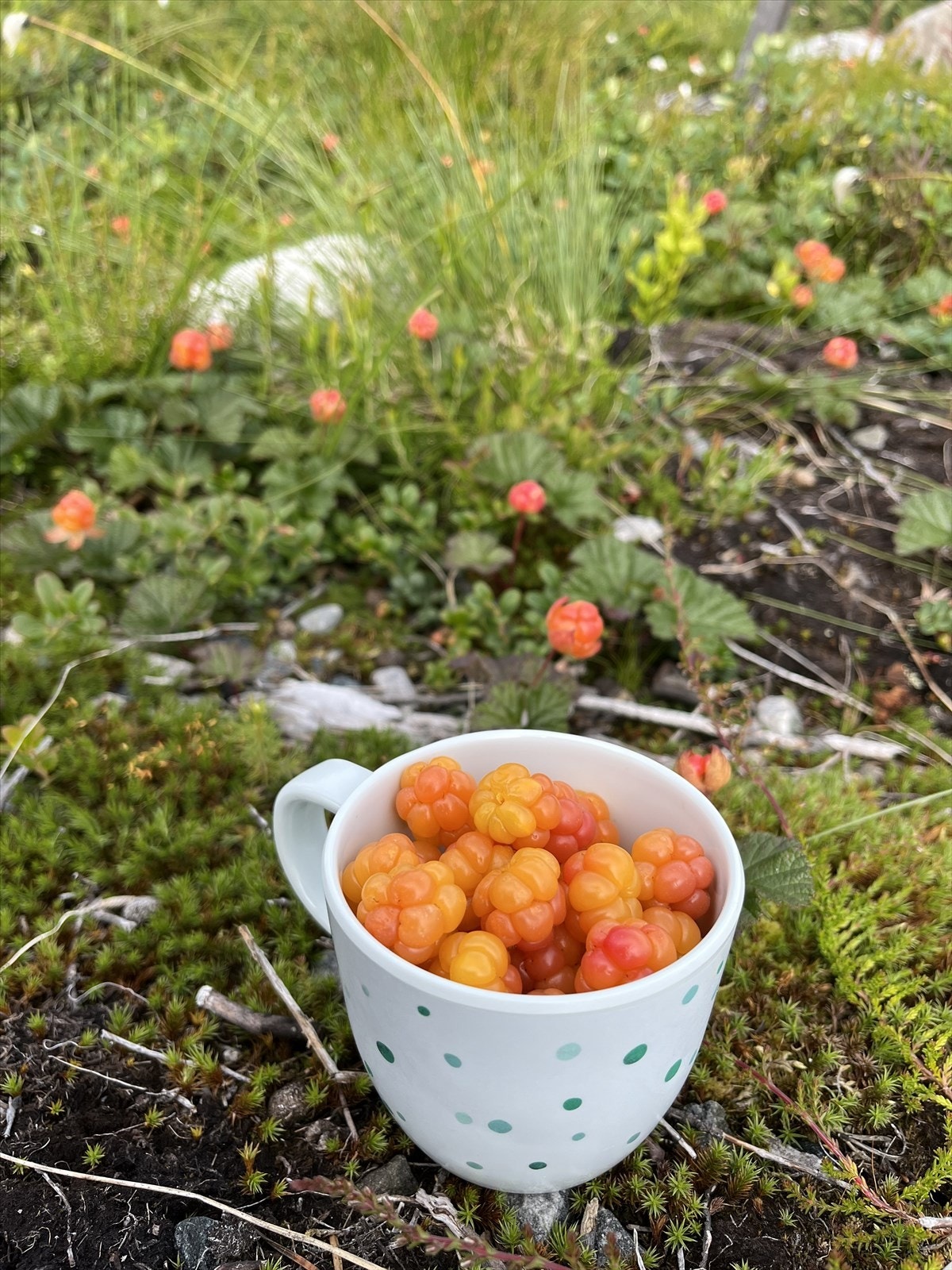 Multer kan plukkes på egen tomt. Galleribilde