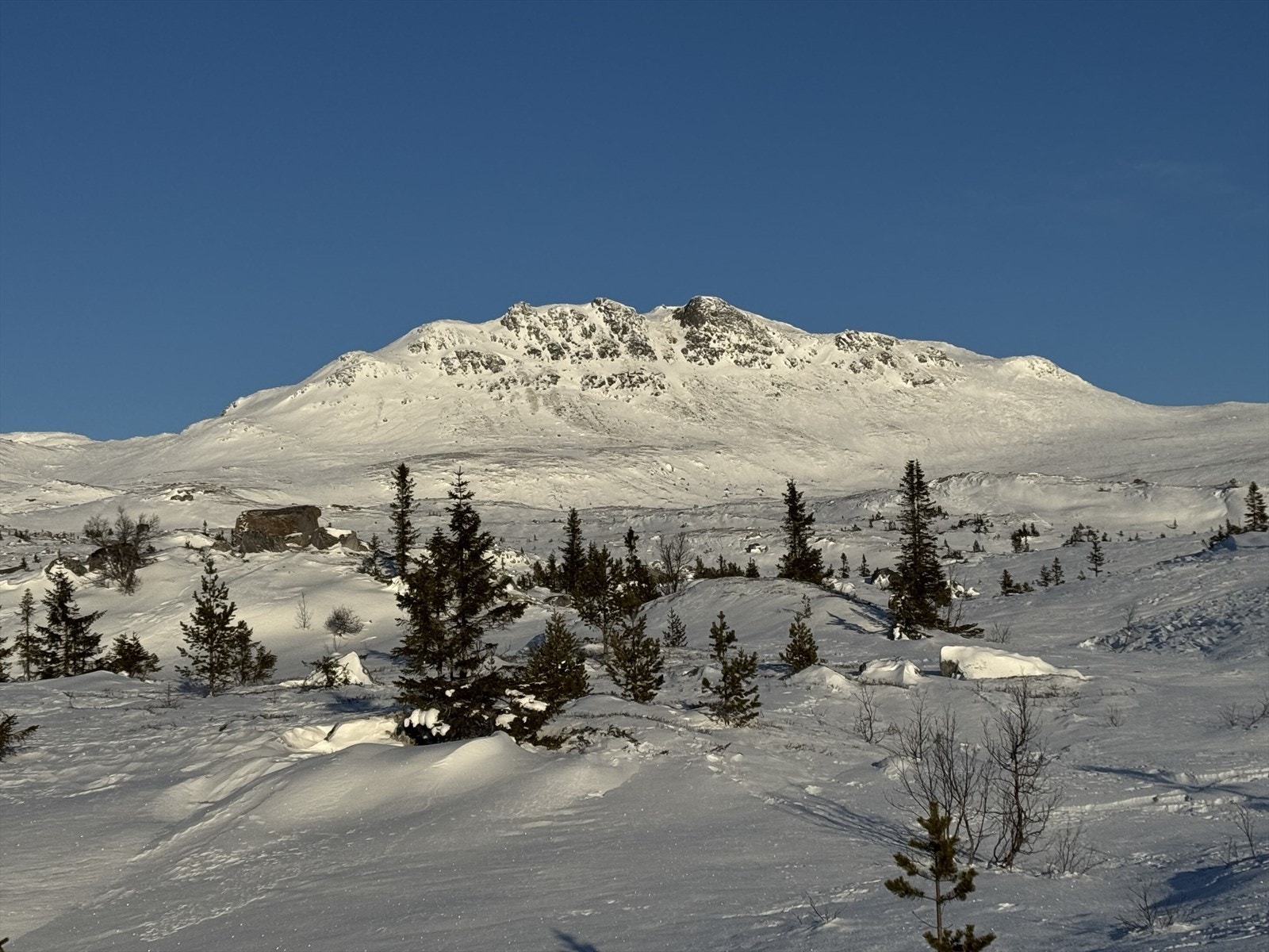 Selgers bilde. Galleribilde