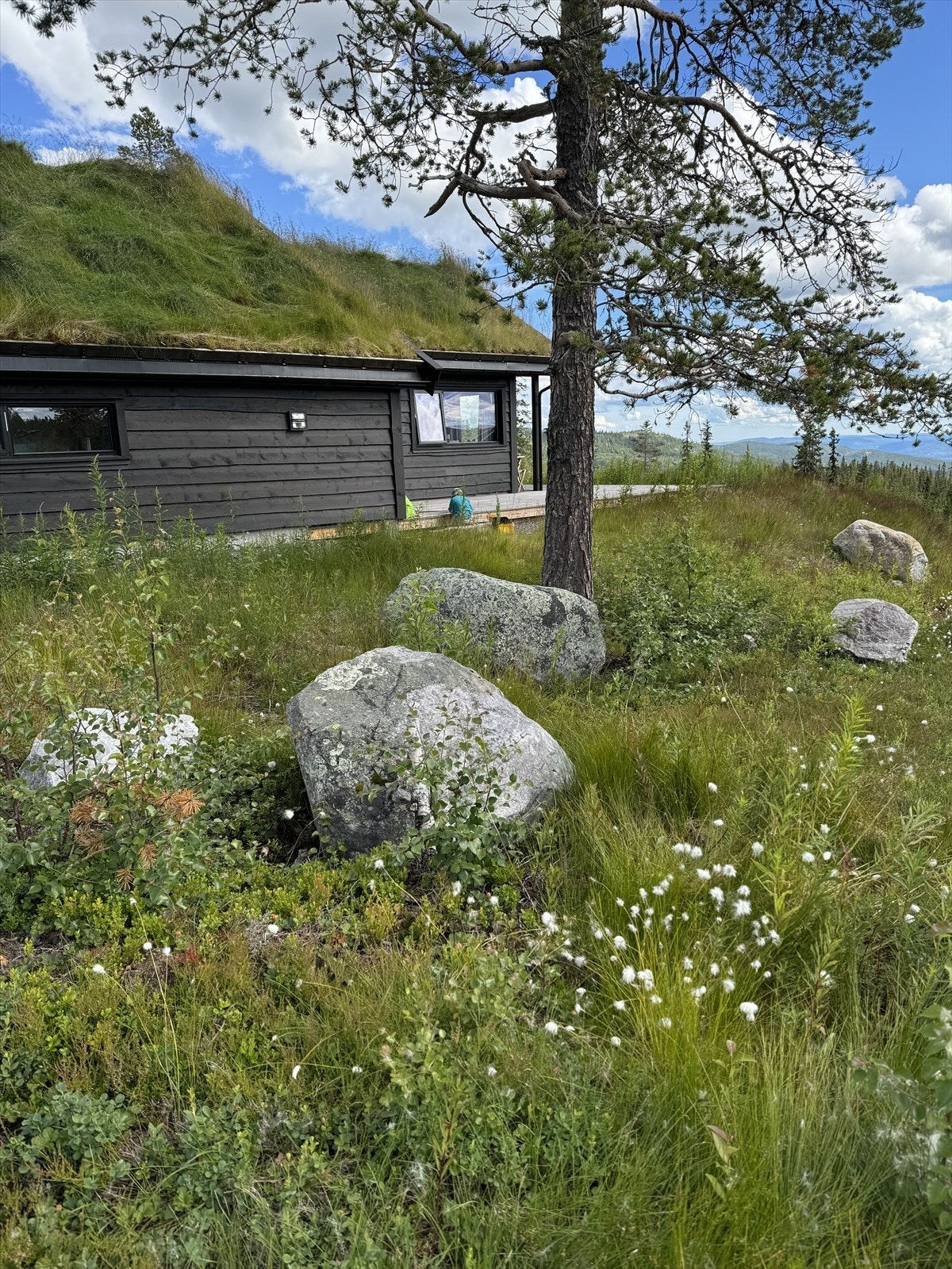 Naturlig og idyllisk vegetasjon, og med flotte furutrær som er bevart gir en fin innramming til hytta og tomta. Galleribilde
