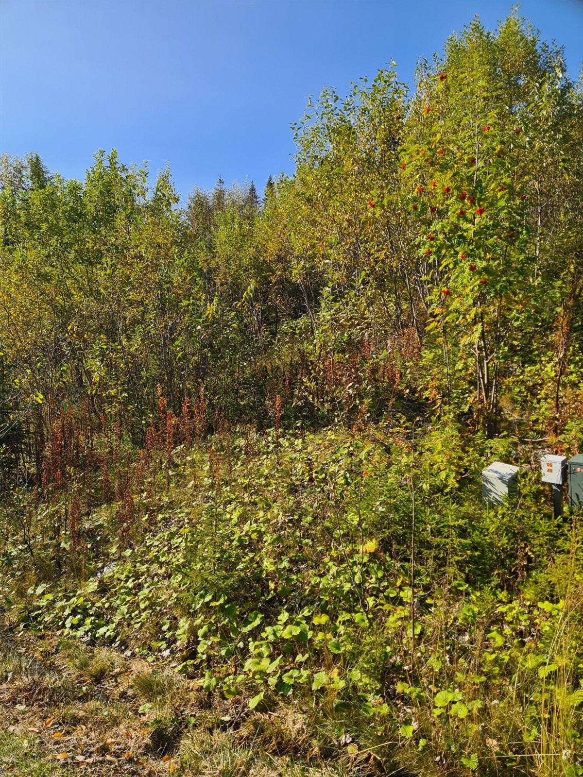 Tomten sommerstid. Grovtomt. Her er strøm lagt til tomtegrense som er et stort pluss. Galleribilde