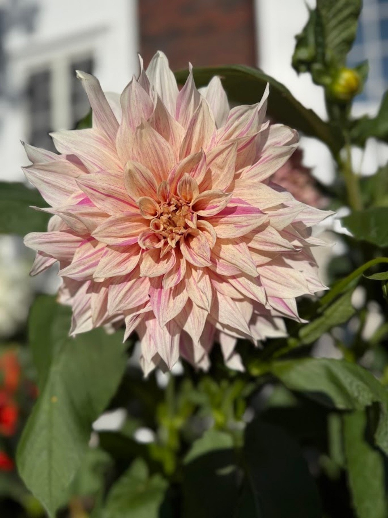 Nærbilde av hagens vakre blomster. Galleribilde