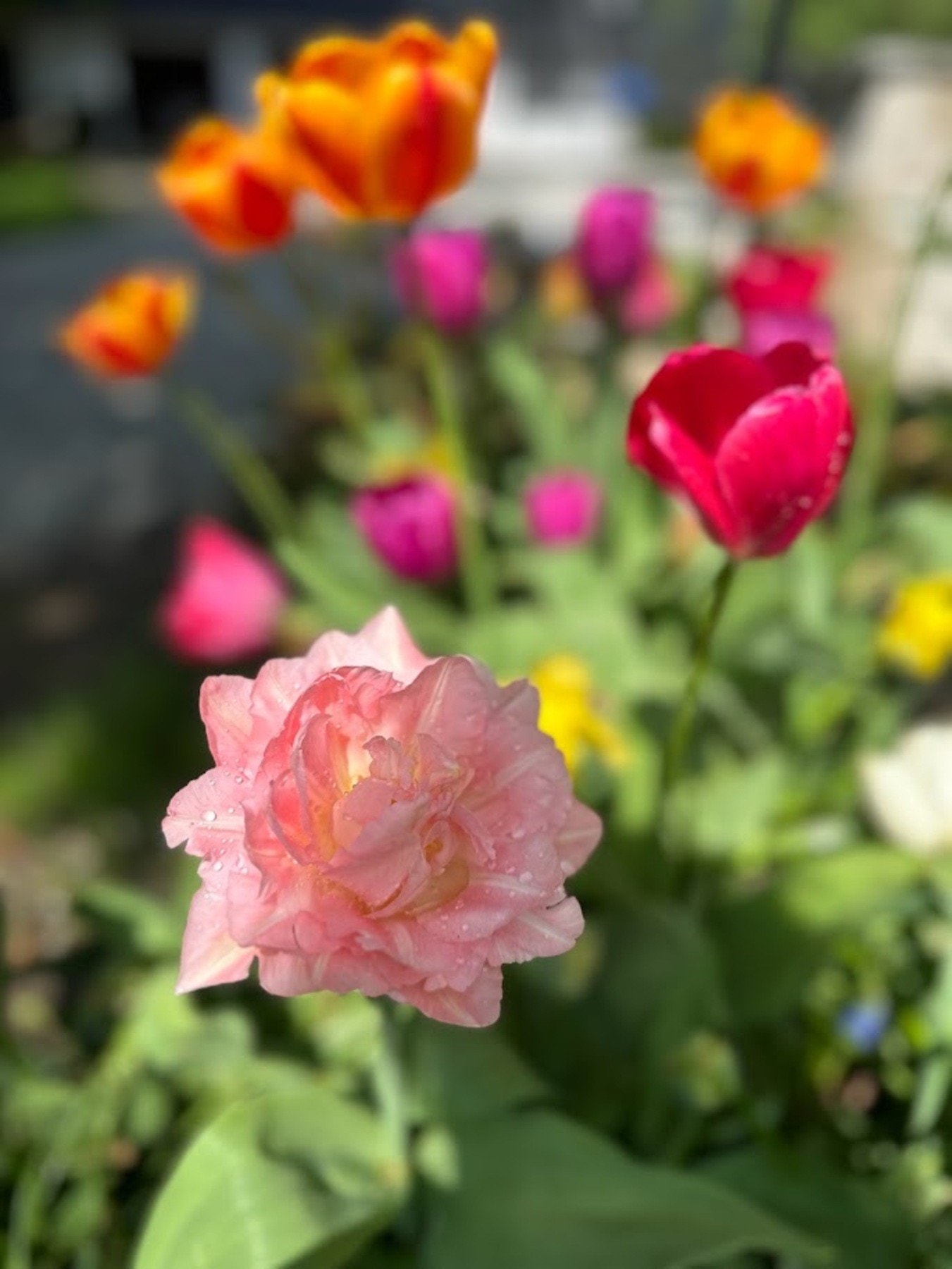 Nærbilde av hagens vakre blomster. Galleribilde