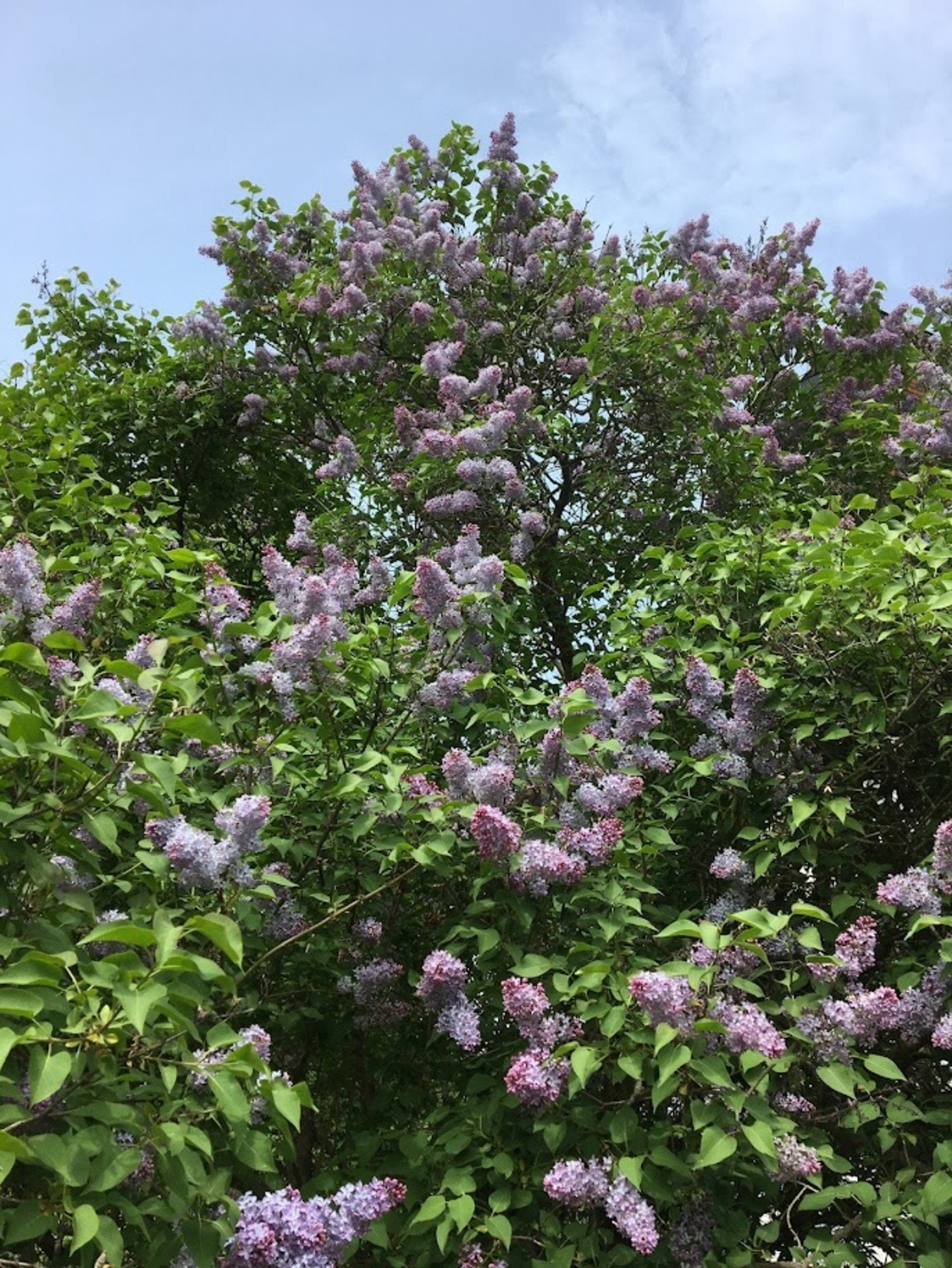 Nærbilde av hagens vakre blomster. Galleribilde