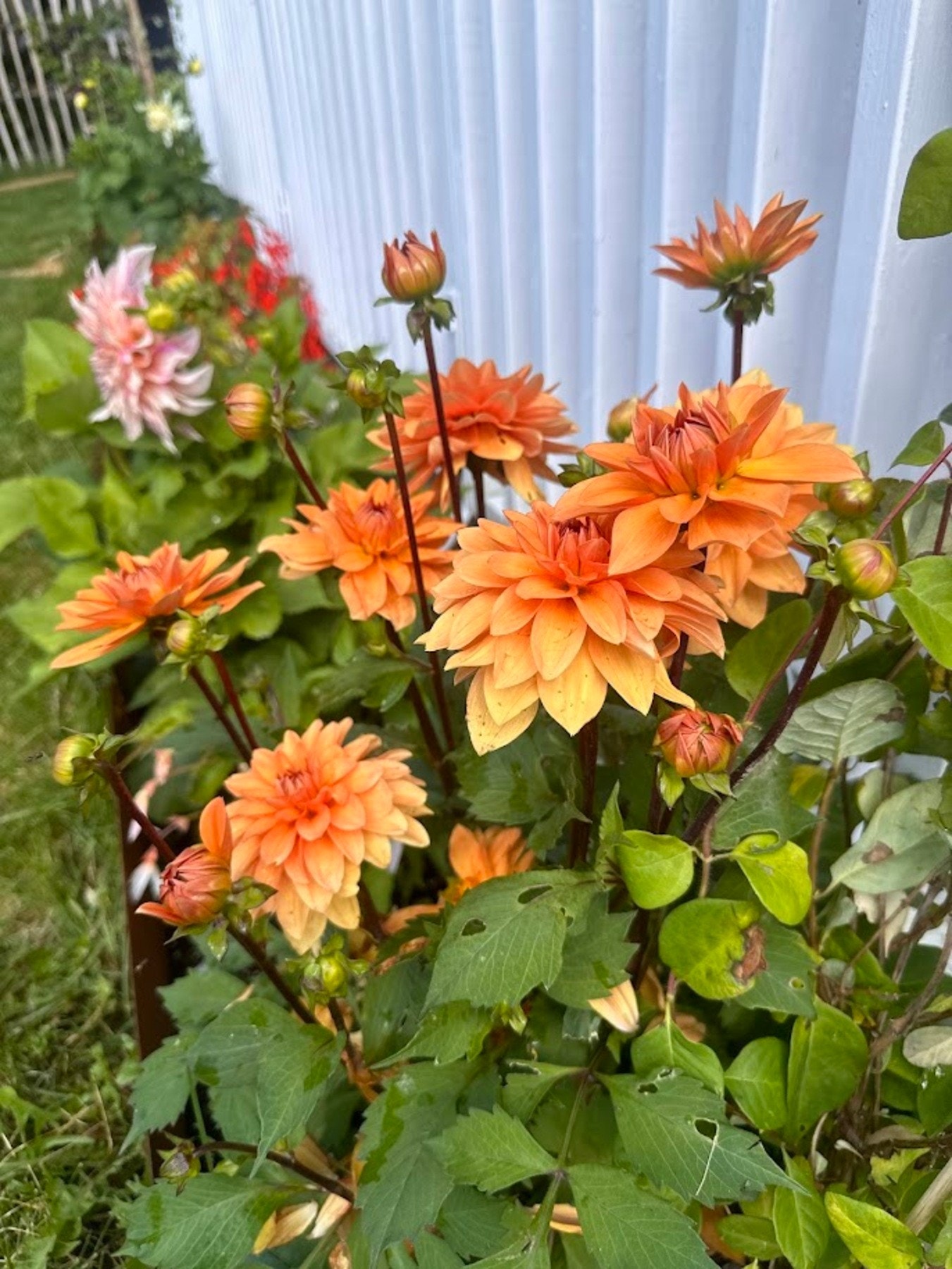 Nærbilde av hagens vakre blomster. Galleribilde