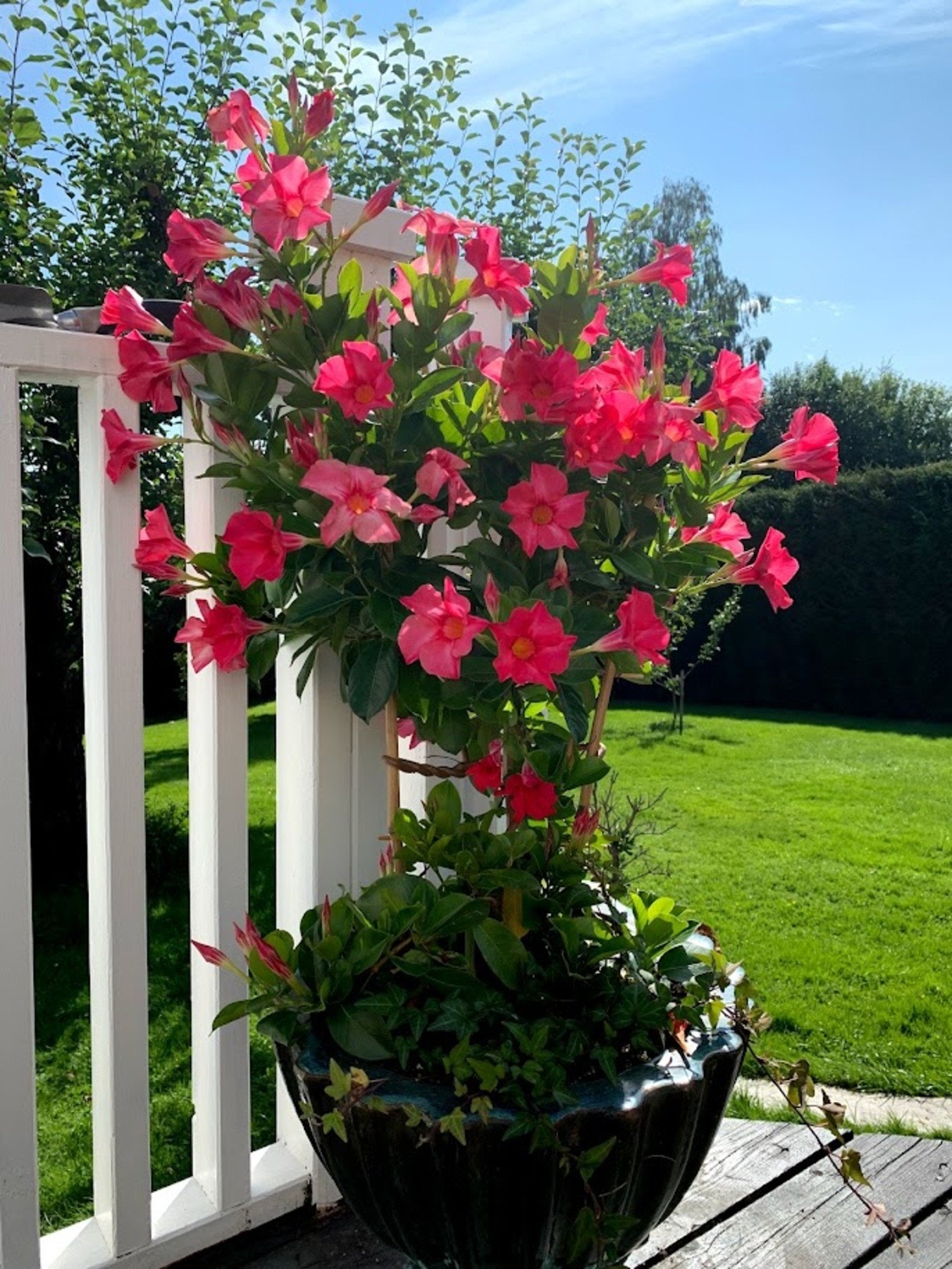 Selgers egne sommerbilder som viser til det svært pent opparbeidede hageområdet. Galleribilde