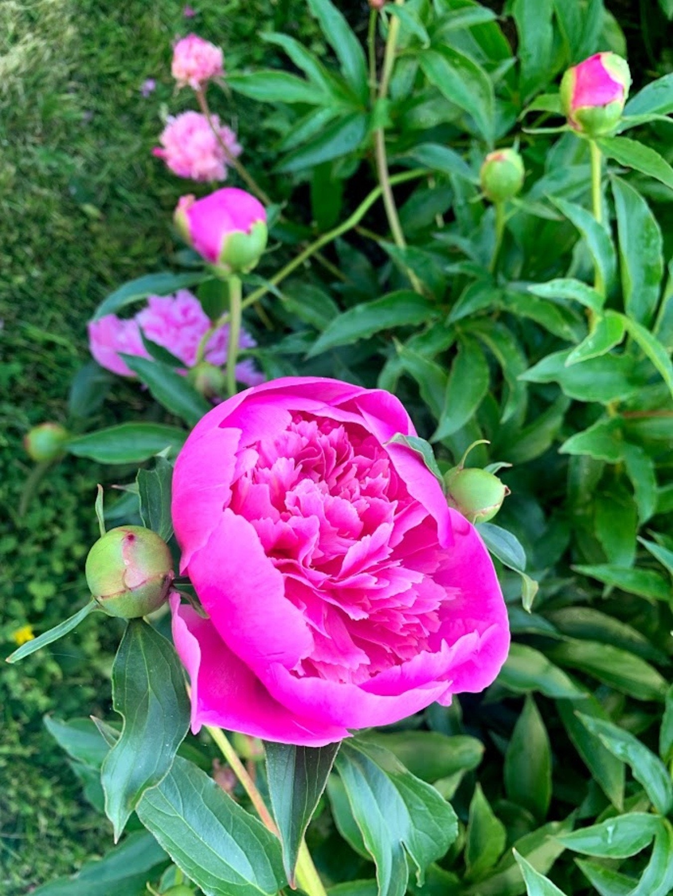 Nærbilde av hagens vakre blomster. Galleribilde