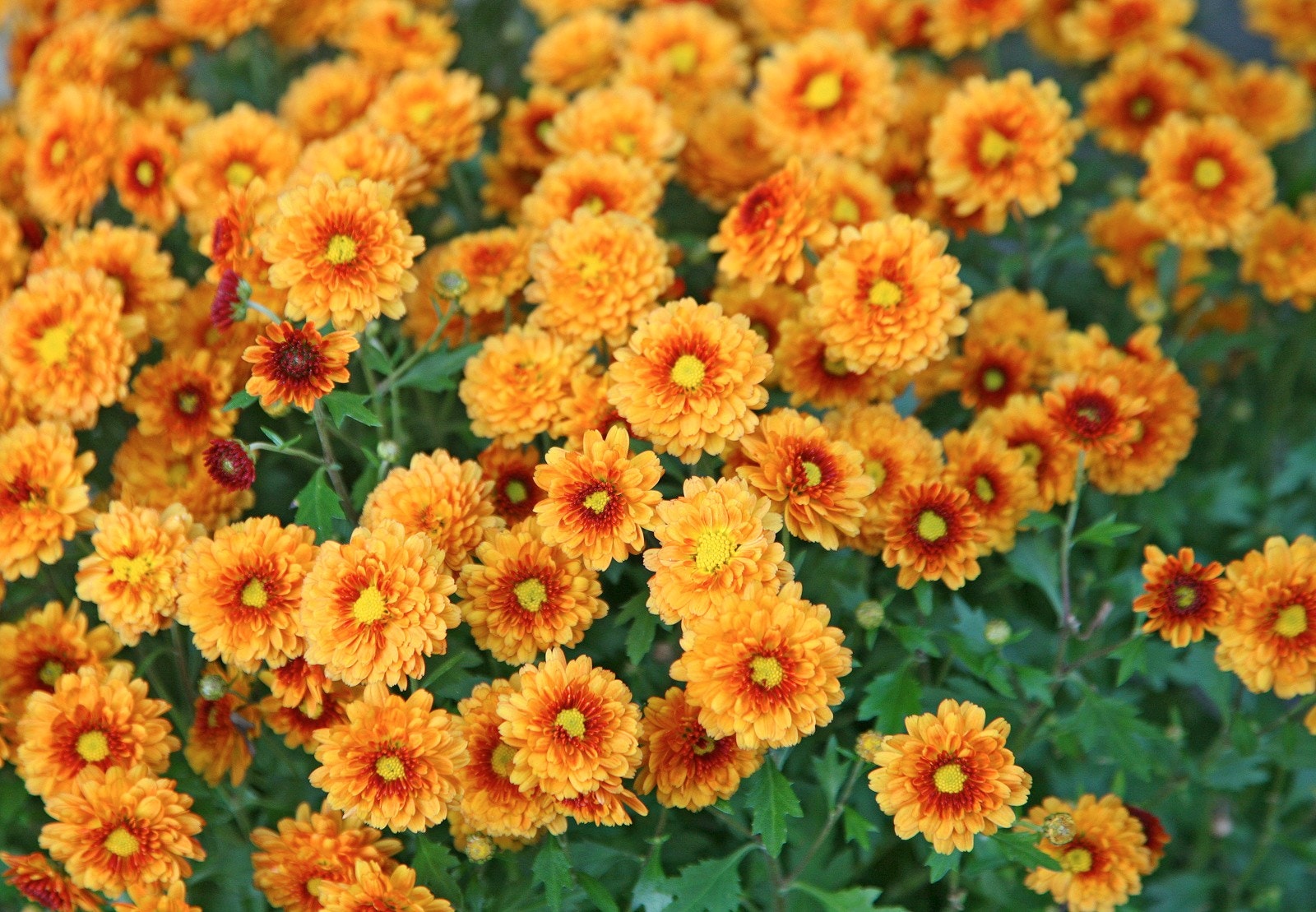 Gatene i strøket har frodige forhaver med gressplener, frukttrær og vakre vekster som blomstrer om våren. Galleribilde