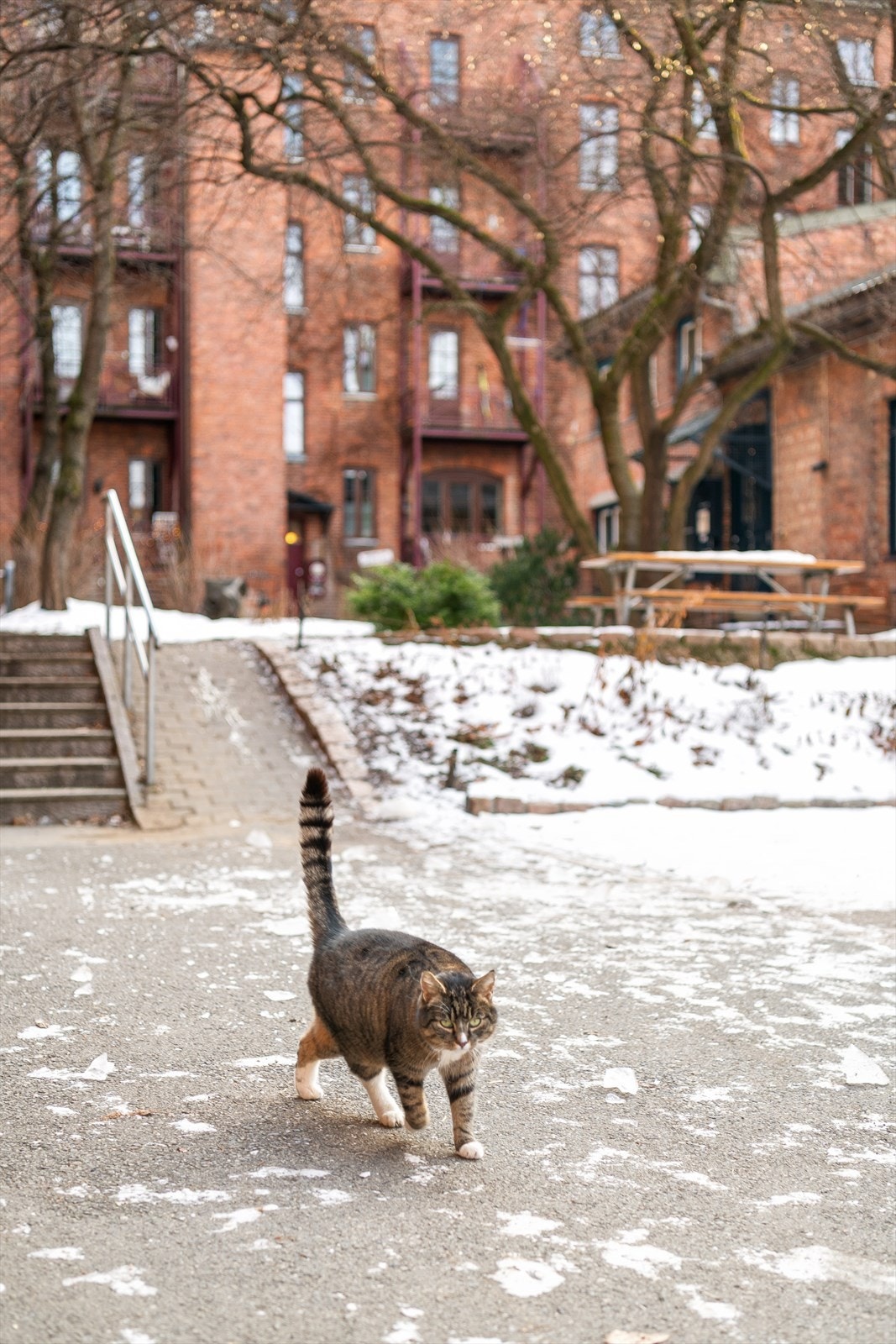 Her trives både to- og firbente godt! Galleribilde