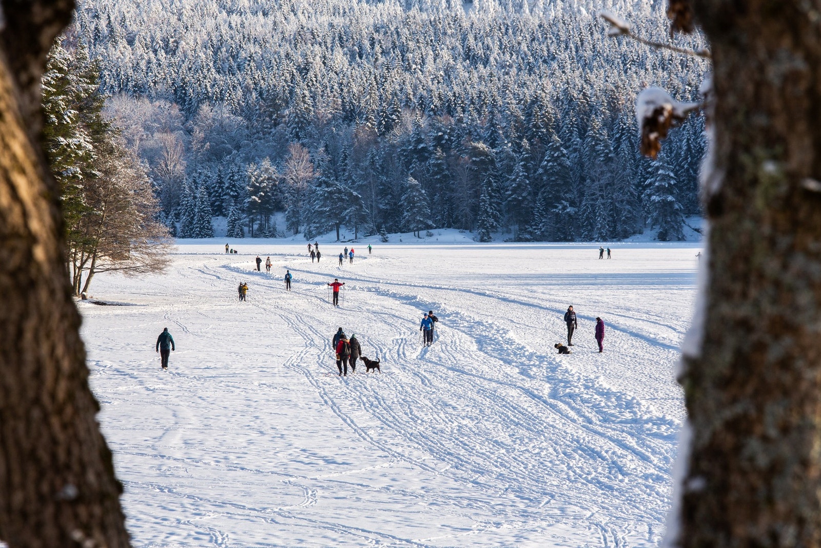 Flotte skiløyper og turløyper i Østmarka. Galleribilde
