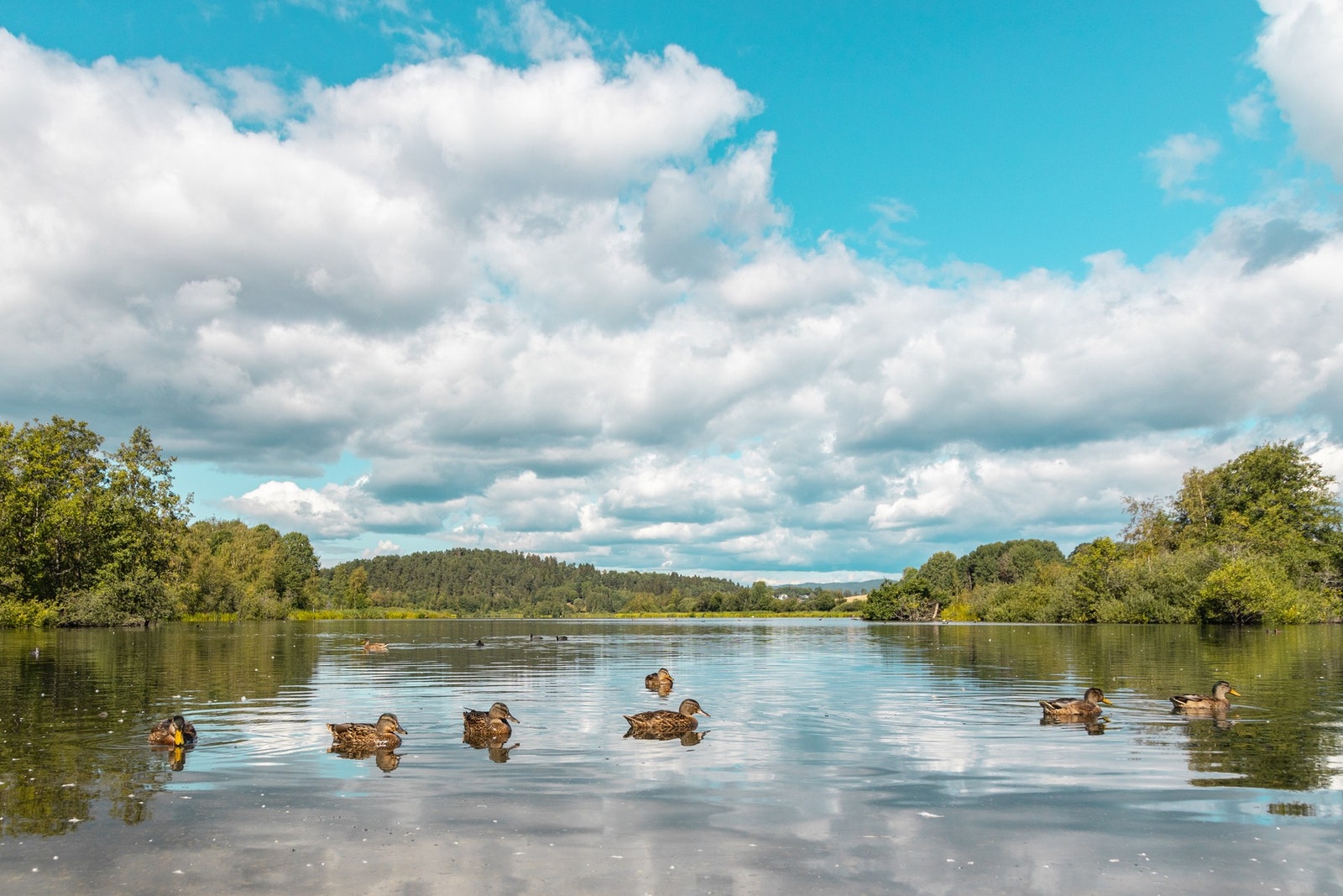 Vakre Østensjøvannet er kjent for sitt yrende fugleliv. Galleribilde