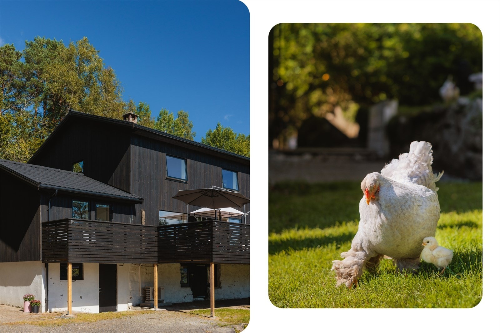 Ferske egg rett fra eget hønsehus er kortreist frokost på sitt beste Galleribilde