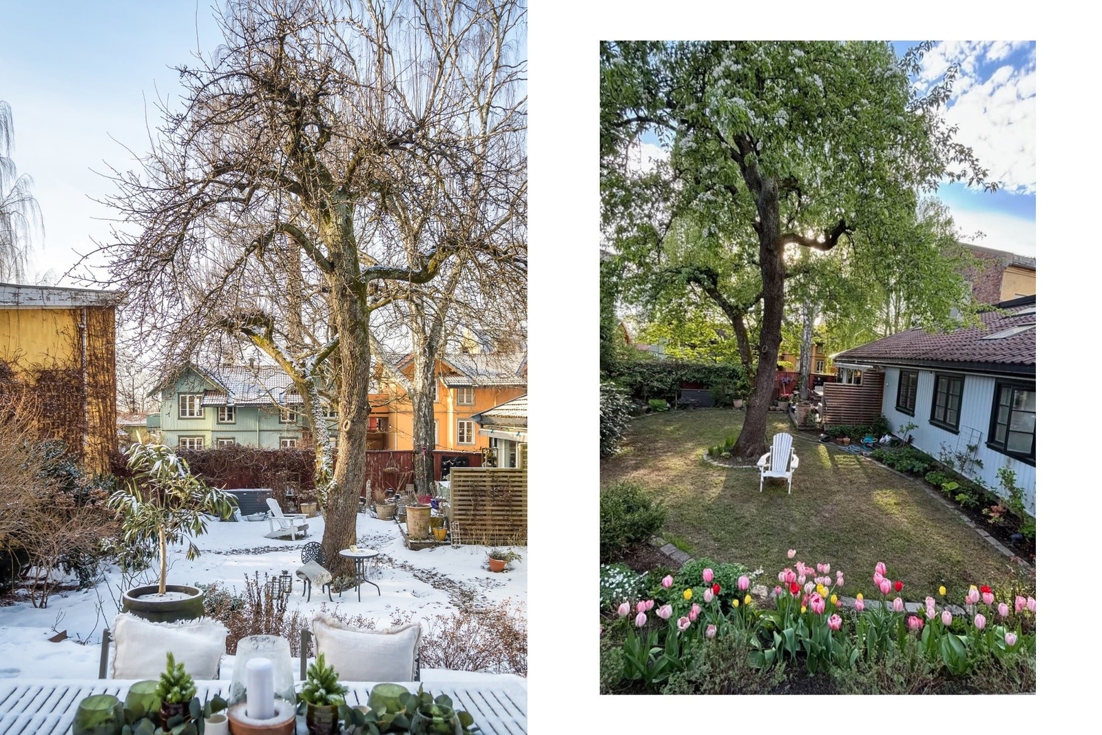 Det gamle pæretreet viser hver vår fortsatt sin vakre blomsterprakt i den tilbaketrukne hagen. Galleribilde