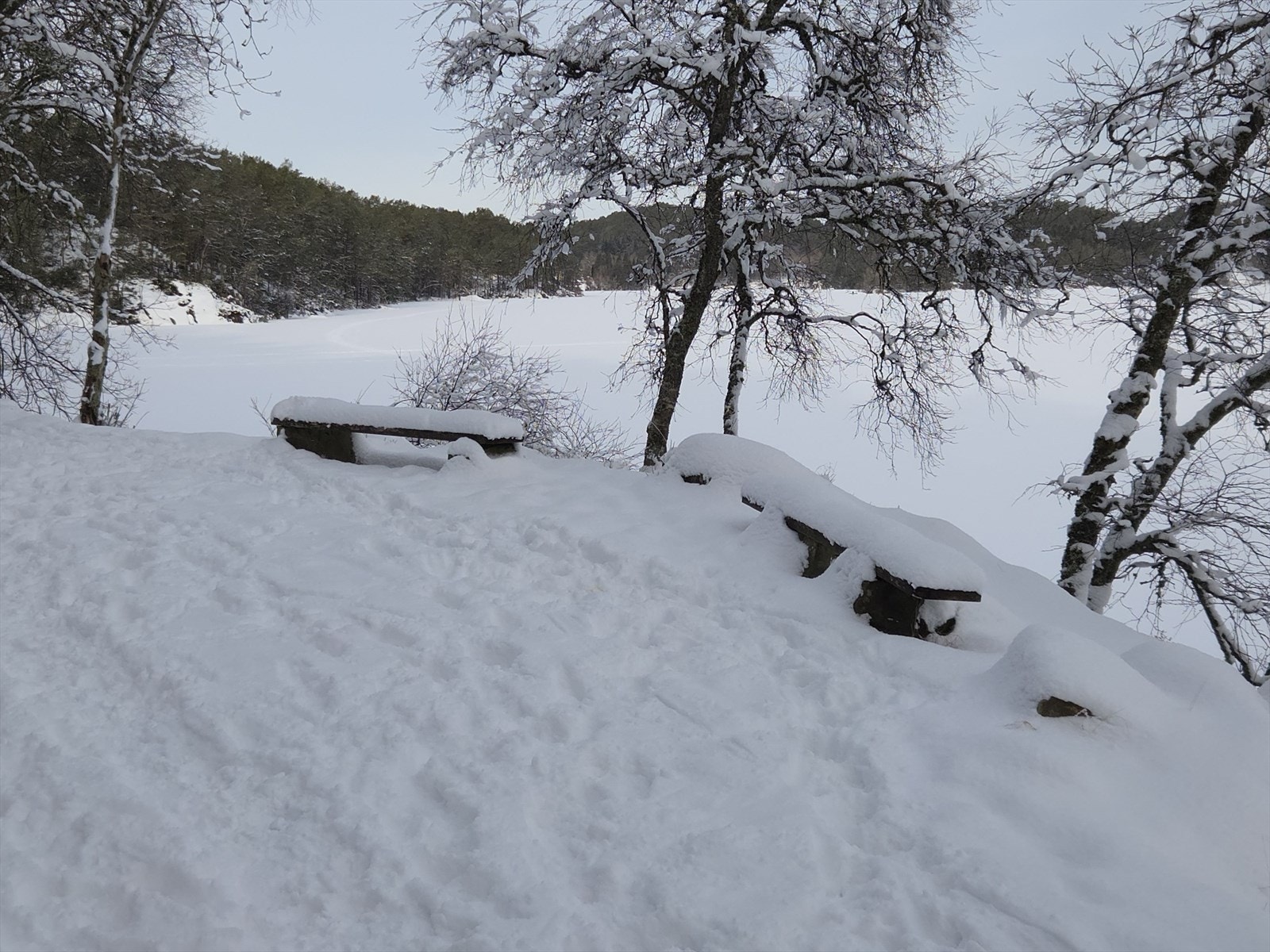 Alvøskogen som nærmeste nabo Galleribilde