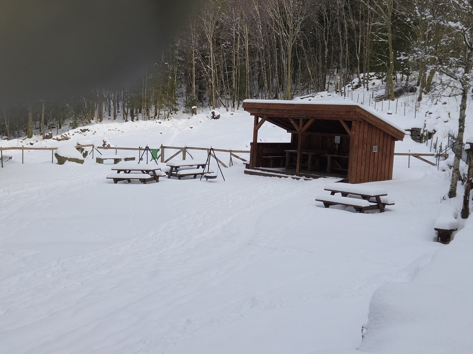 Alvøskogen som nærmeste nabo Galleribilde