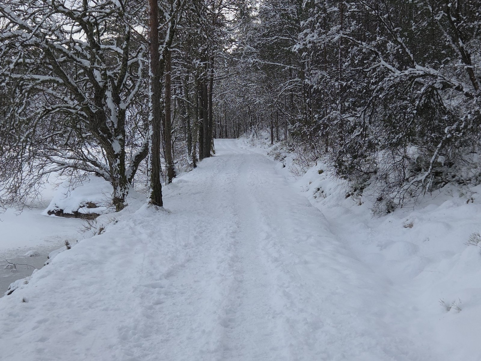 Alvøskogen som nærmeste nabo Galleribilde