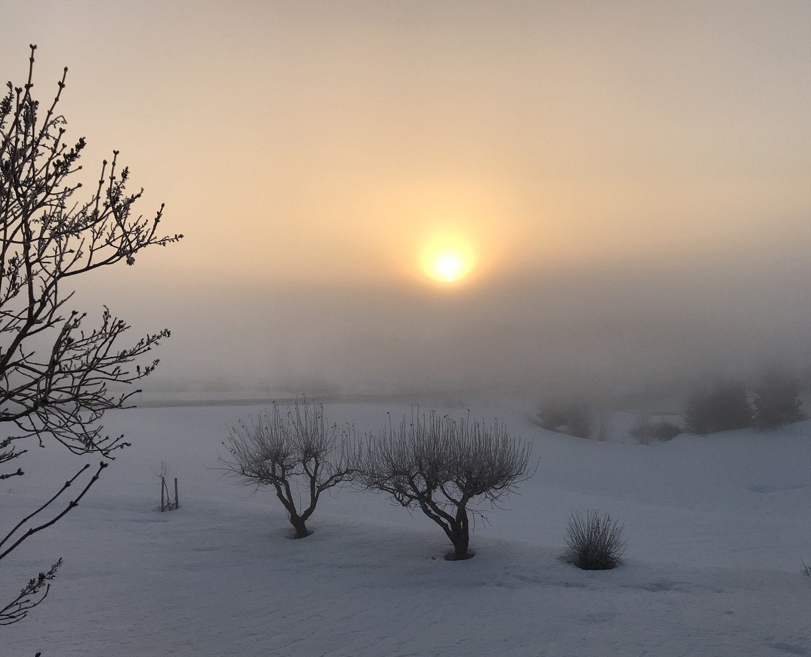 Trolsk stemning i tåkedis. Privat bilde. Galleribilde
