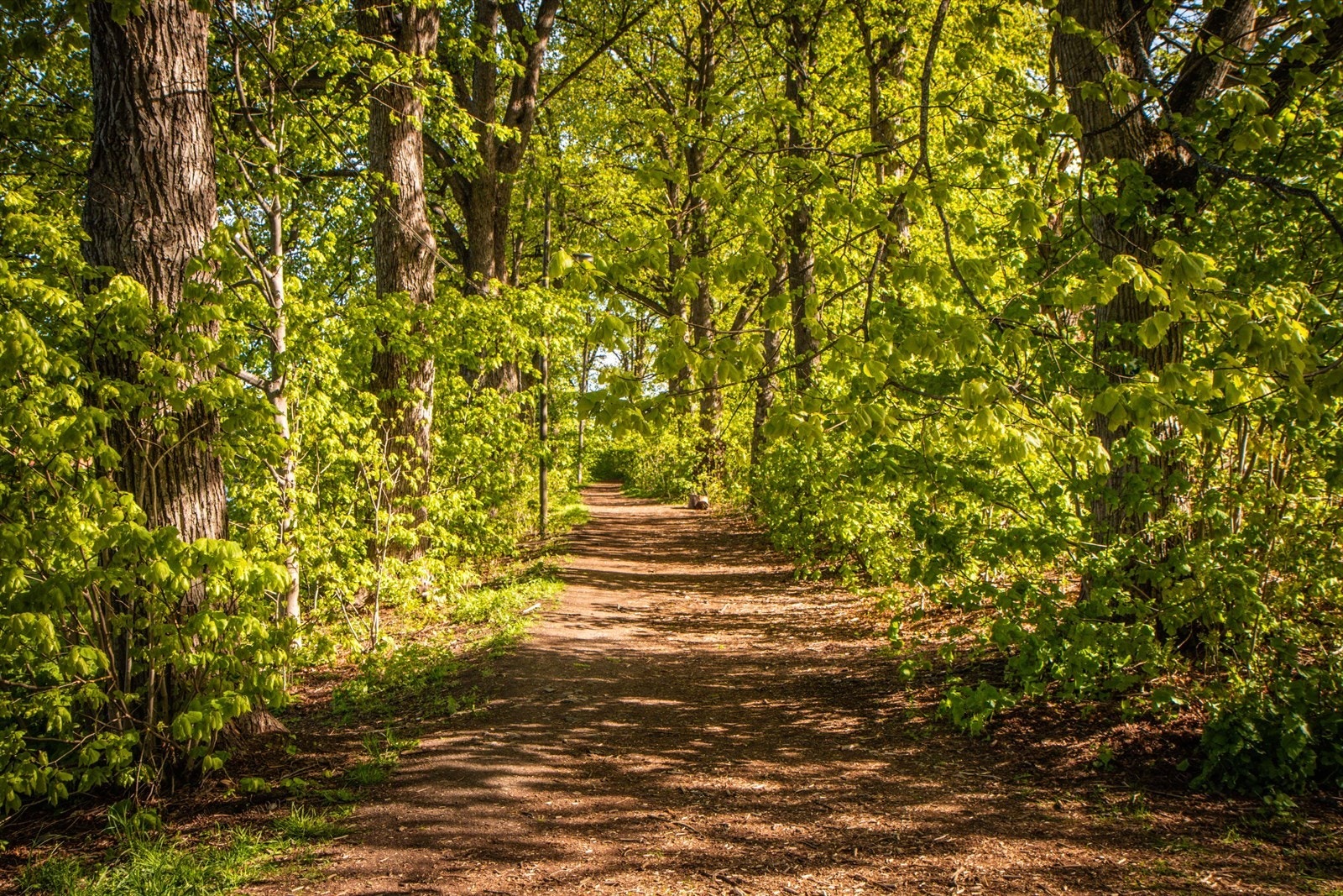 Turvei like bak borettslaget. Galleribilde