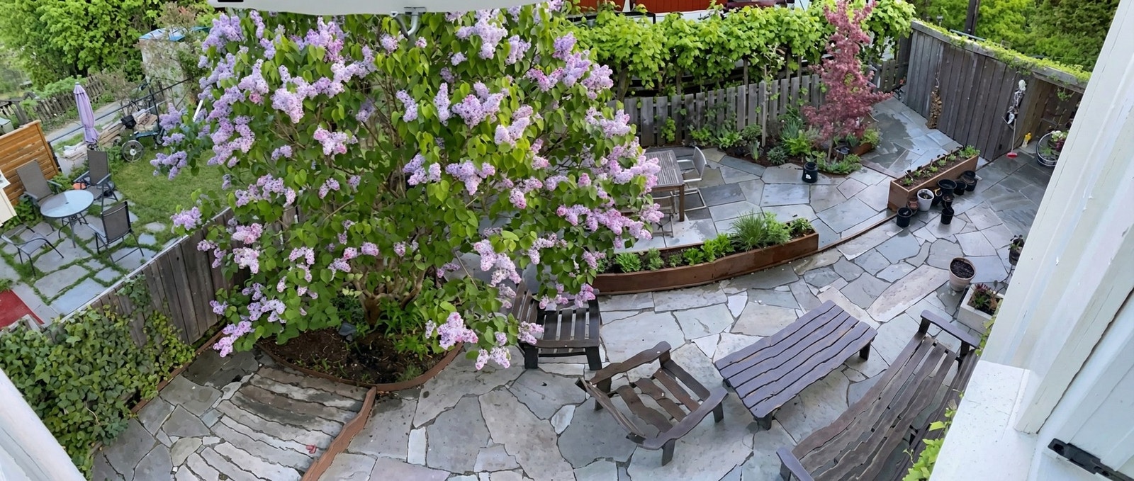 Selgers sommerbilde. Det praktfulle syrintreet er et naturlig blikkfang i sesong. Galleribilde