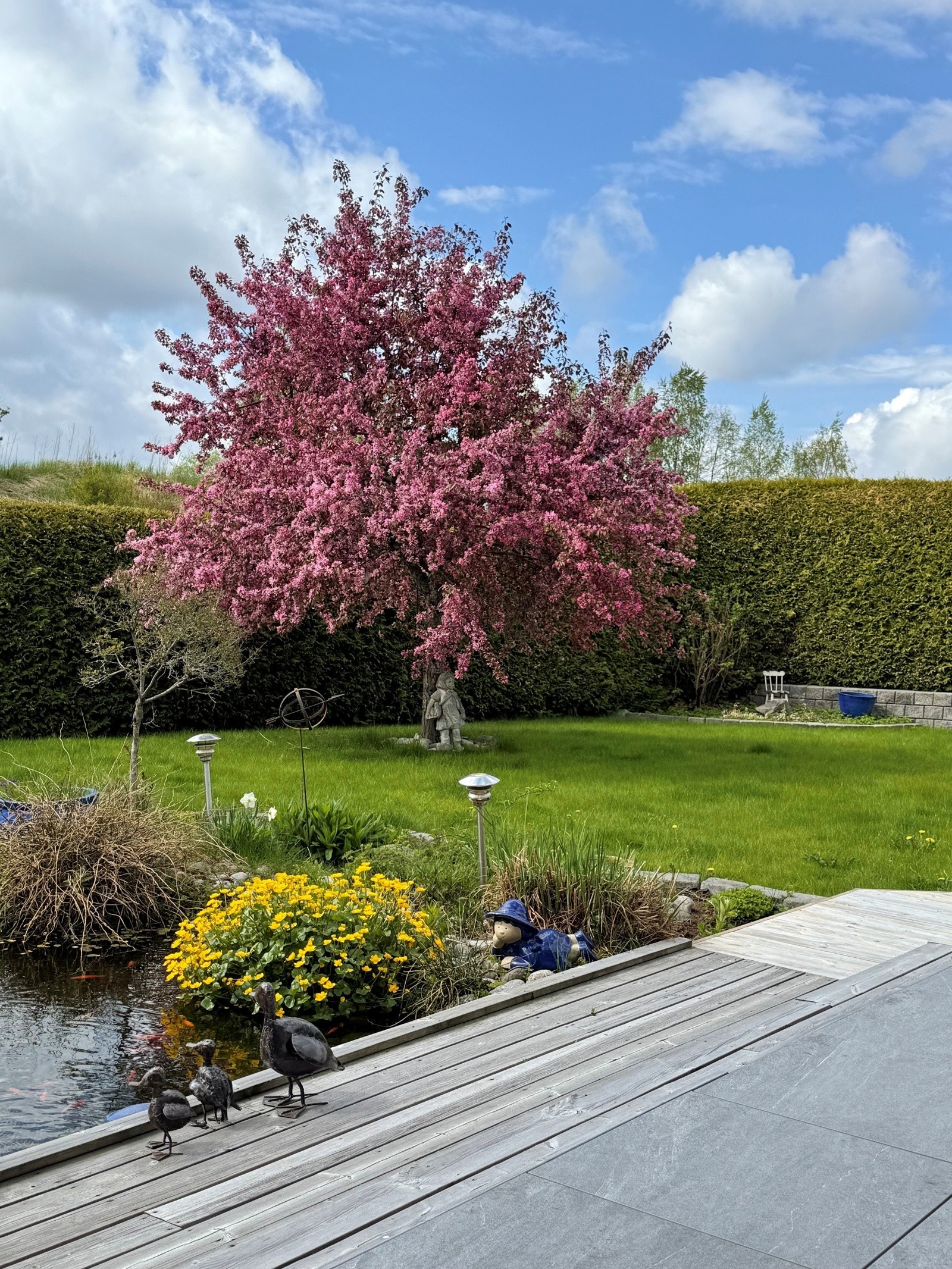Bilde fra selger. Prydepletre i full blomstring. Galleribilde