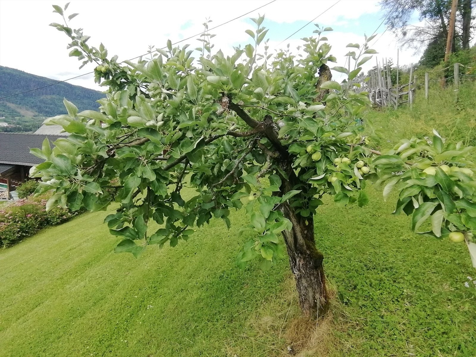 I hagen finnes også et epletre som bidrar til den landlige idyllen. Galleribilde