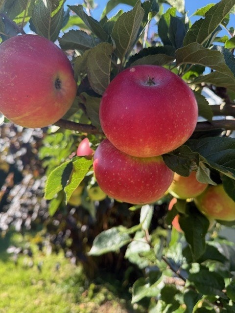 Tomten er opparbeidet med plen og beplantning. Galleribilde