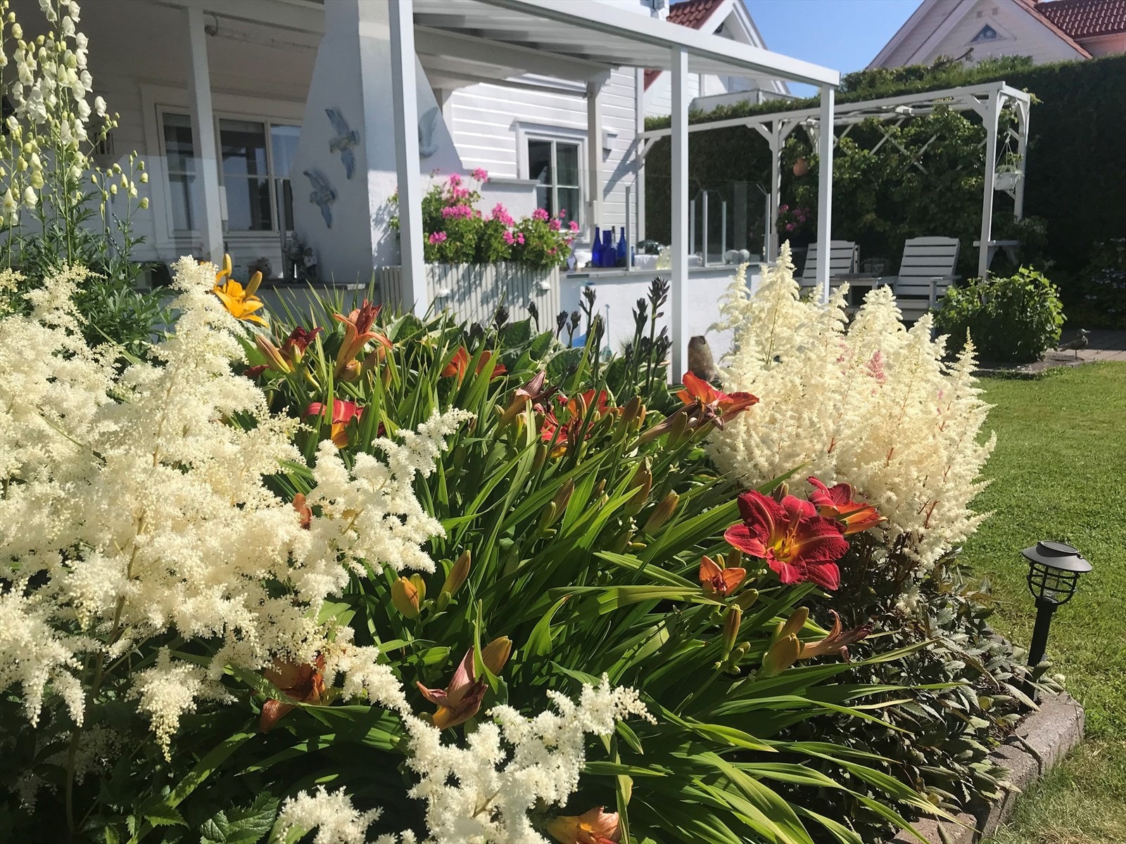 Her ses hagen i full blomst midt på sommeren. Galleribilde