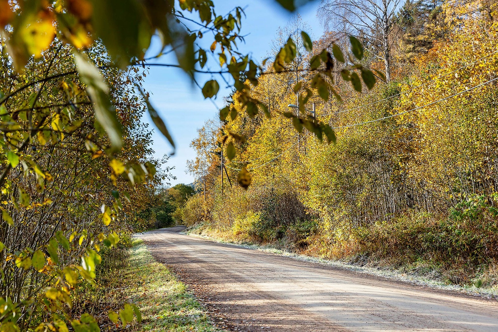 Mariholtet lysløype er et av mange populære turtilbud i området. Her møter du fort en nabo på tur. Galleribilde