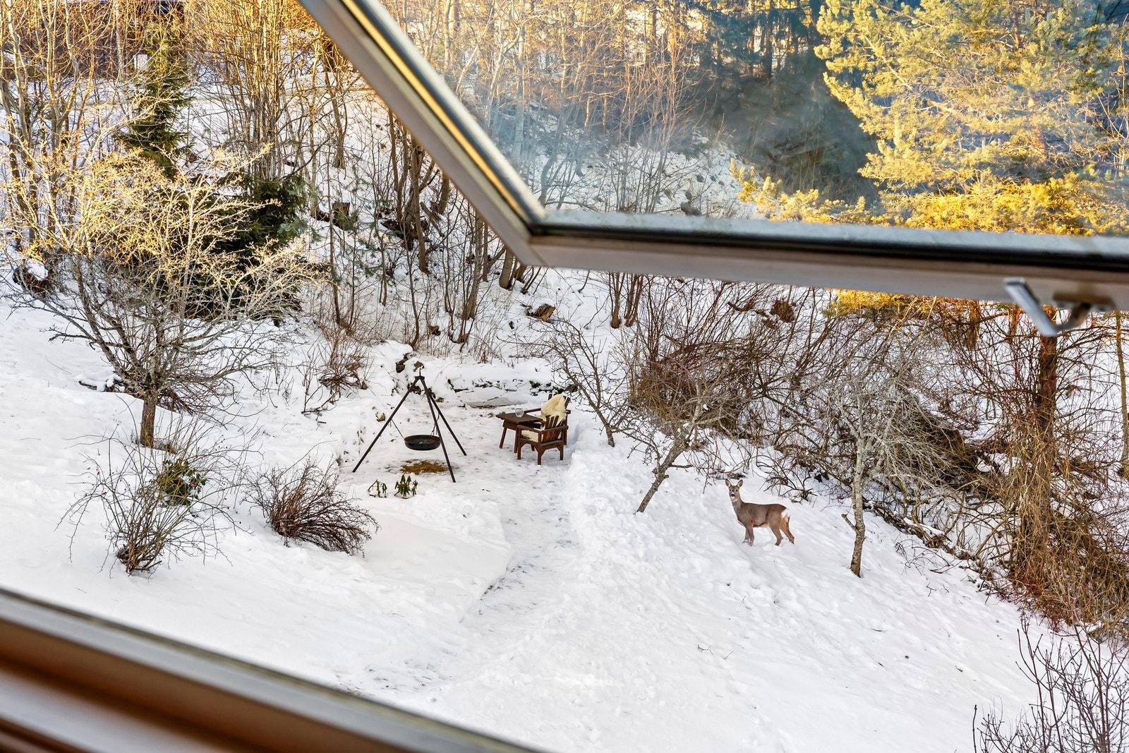 I hagen er det plantet flere bærbusker og frukttrær. Her er det ikke uvanlig å se både rådyr og ekorn. Galleribilde