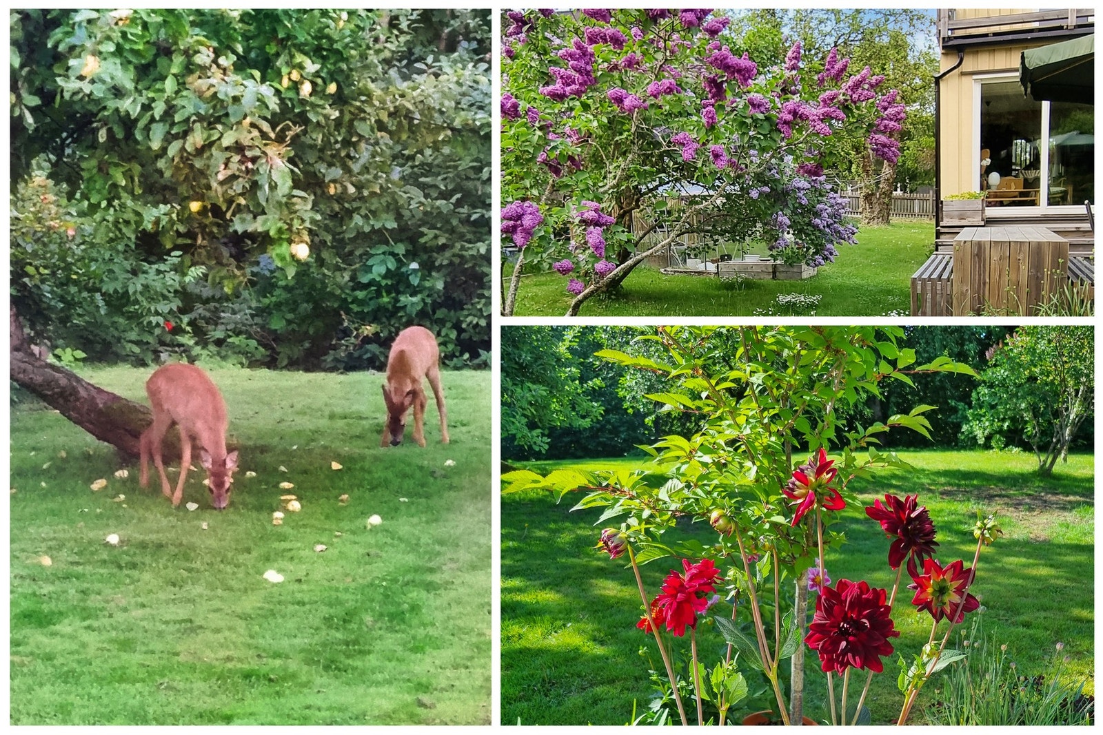 Selgers bilde. Galleribilde