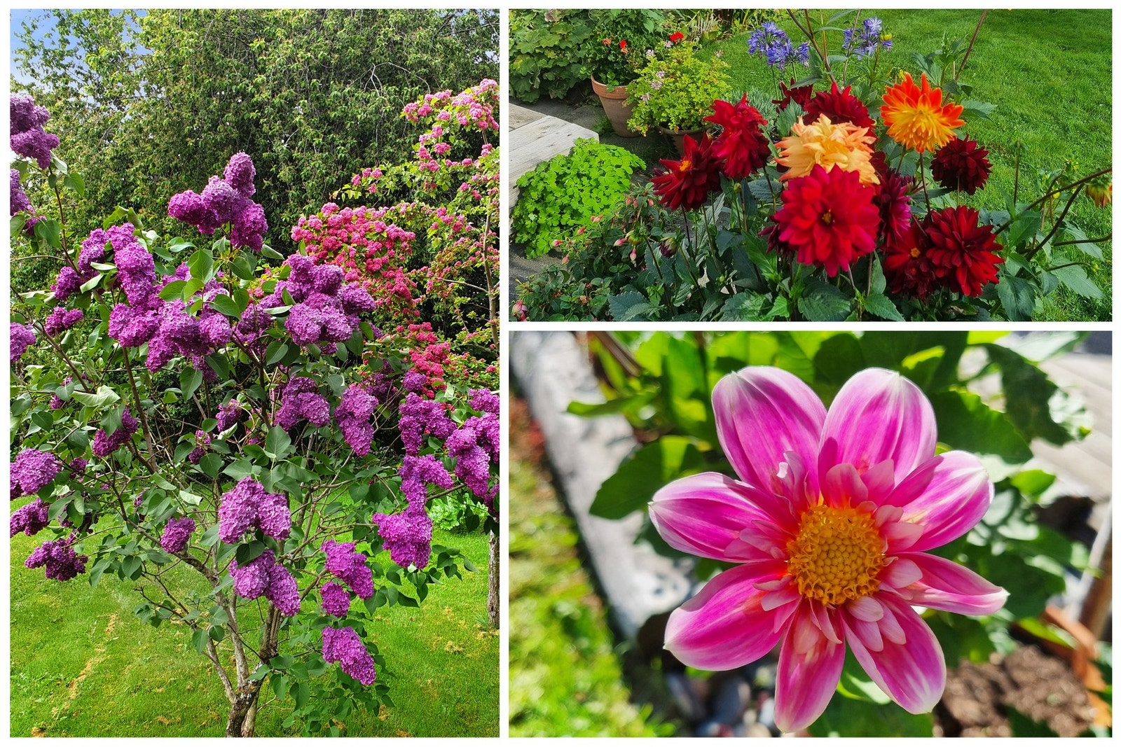 Selgers bilde. Galleribilde