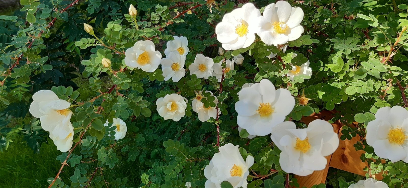 Nyt vakker hage med frodig grønt og nydelige hvite blomster. Perfekt for rolige stunder og hageglede. Galleribilde