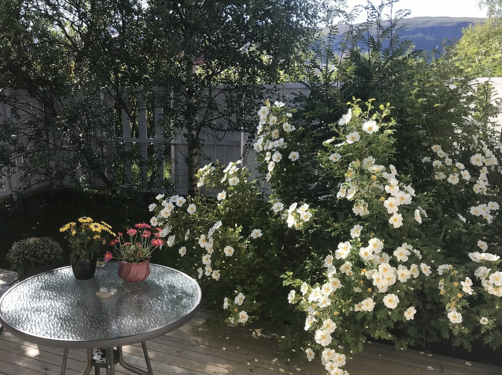 En sjarmerende hage med rosebusk og terrasse, perfekt for avslapning og hyggelige stunder i naturskjønne omgivelser. Galleribilde