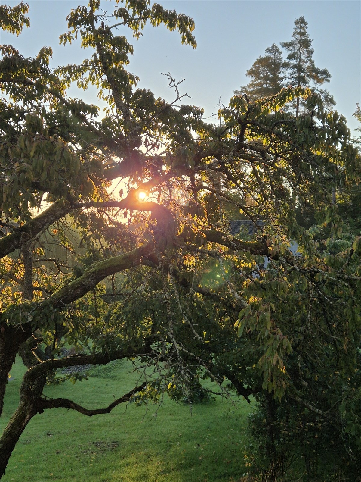 Selgers bilde. Galleribilde