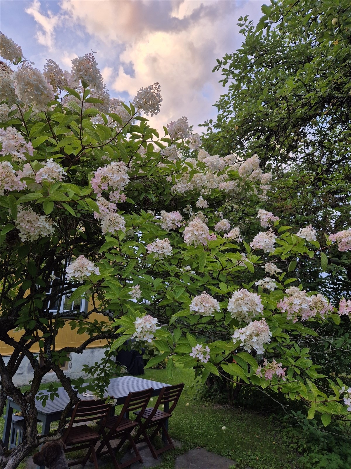 Selgers bilde. Galleribilde