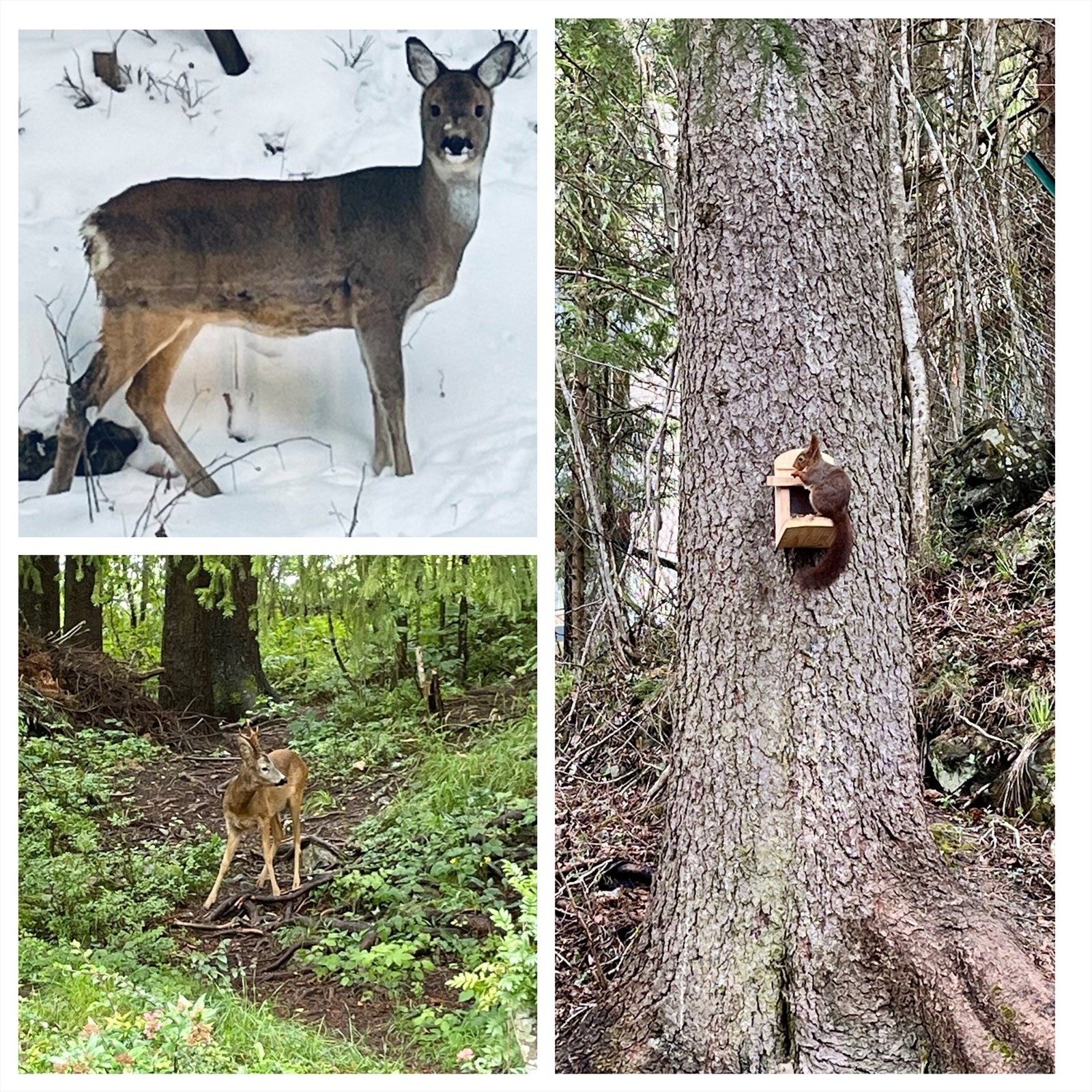 Naturen kommer tett på fra kjøkkenvinduet Galleribilde