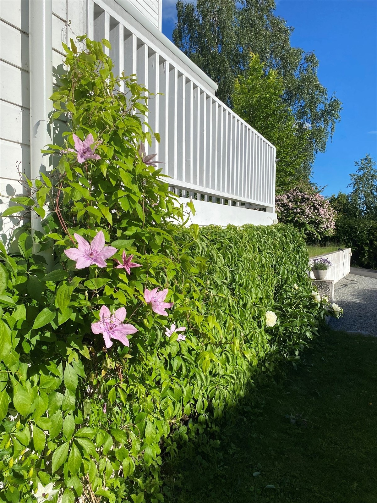 Selgers private bilder Galleribilde