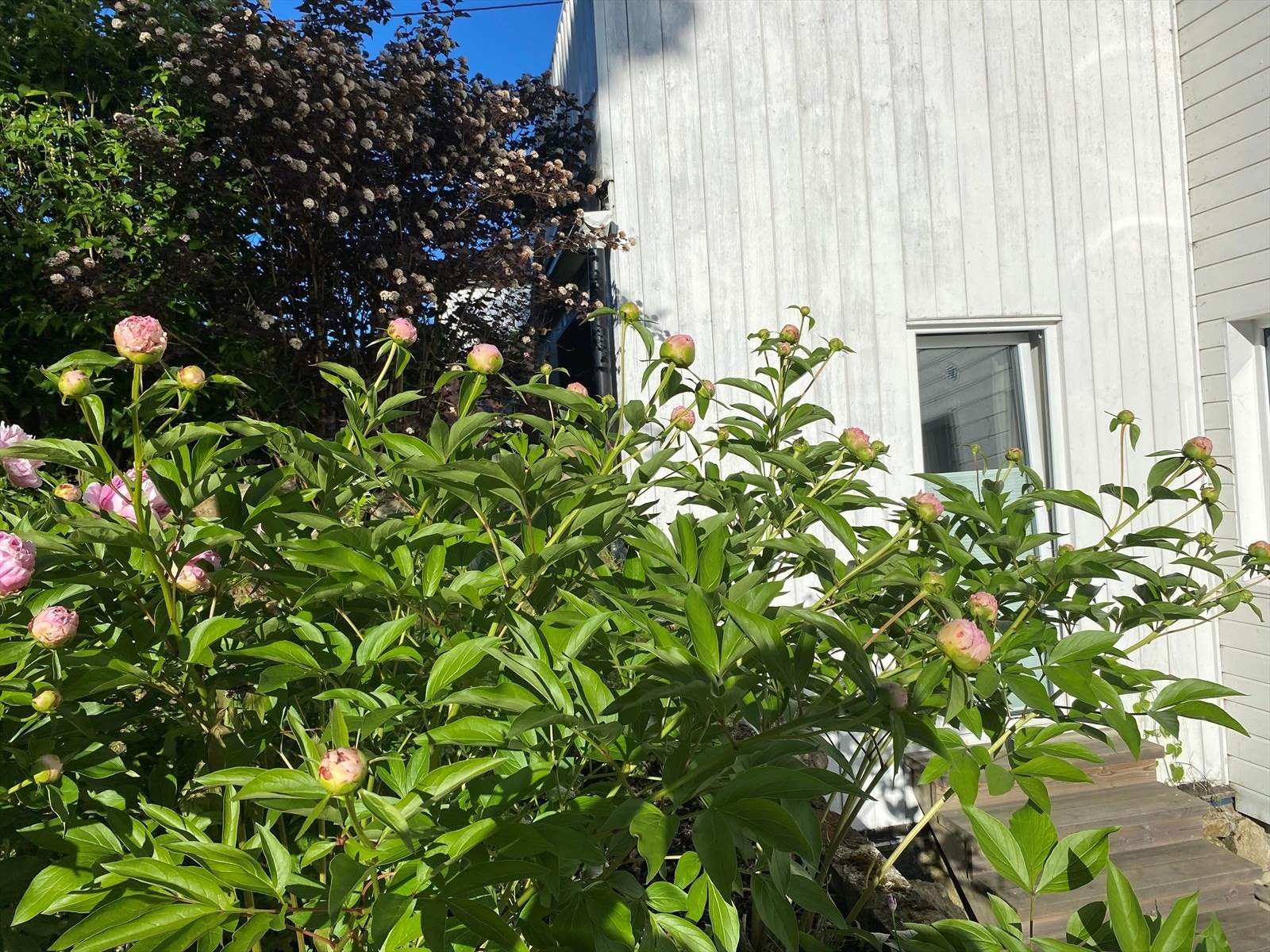 Selgers private bilder Galleribilde