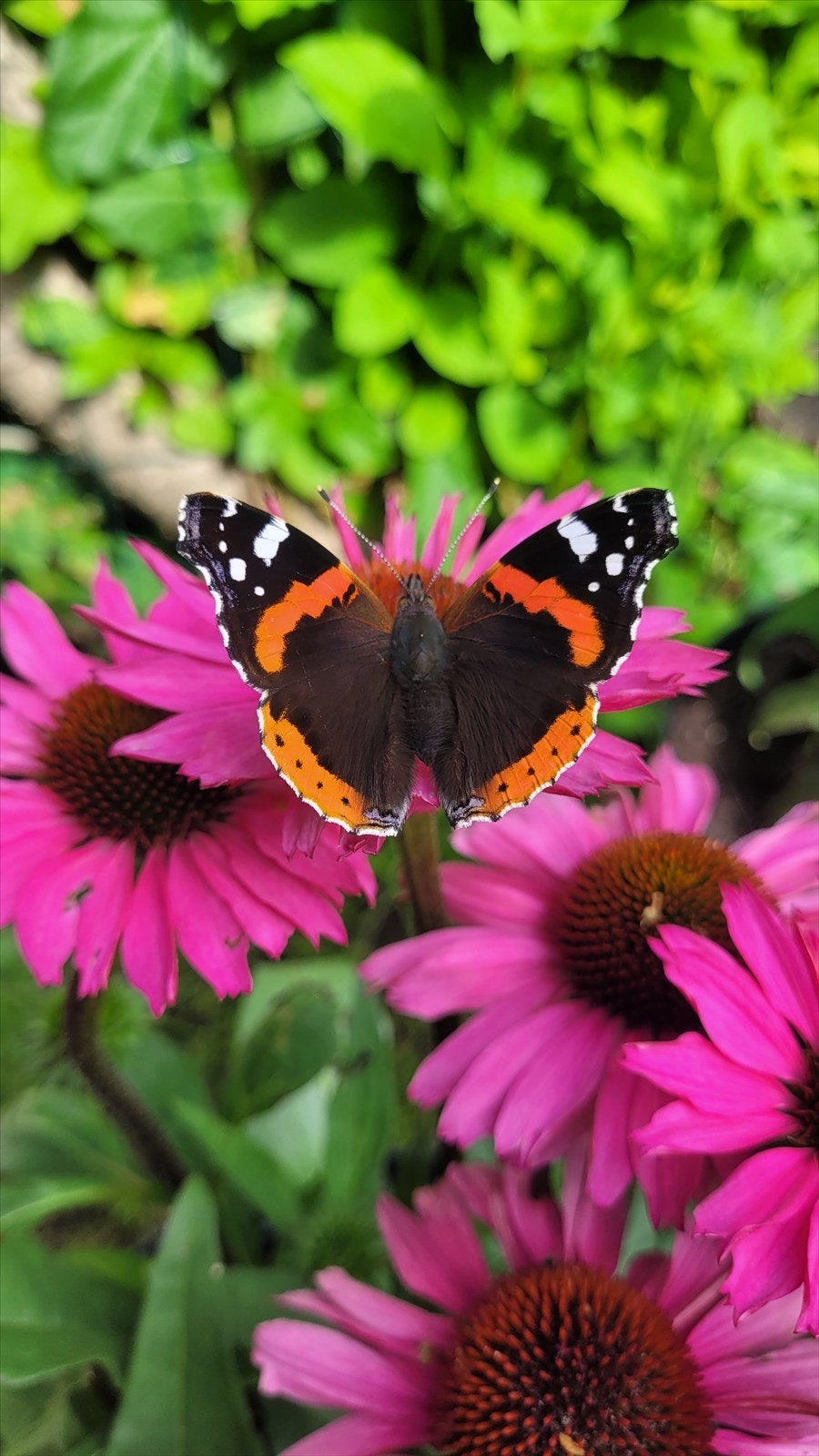 Velkommen til en trivelig visning! Galleribilde