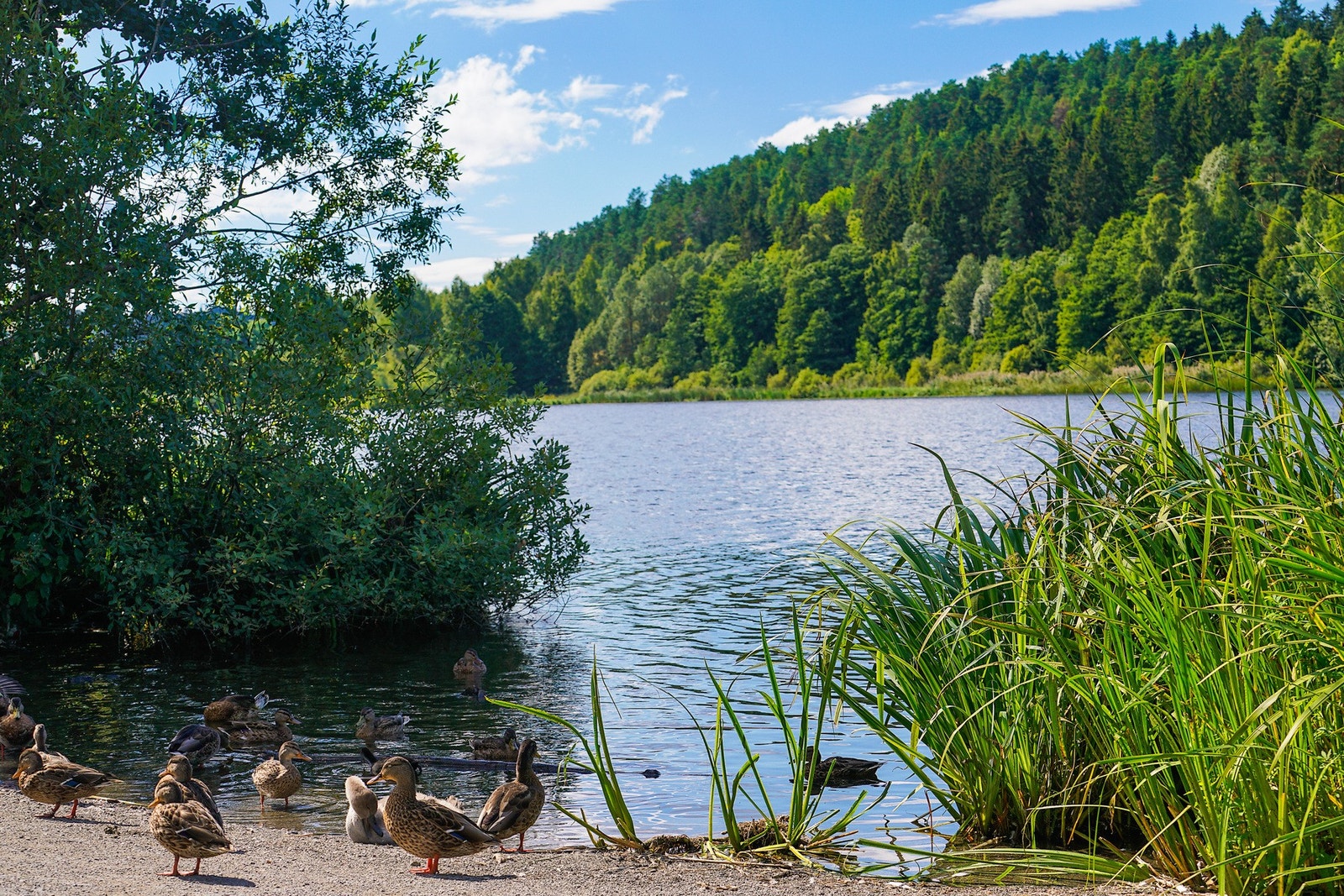 For den aktive er det kort vei til Østensjøvannet Galleribilde
