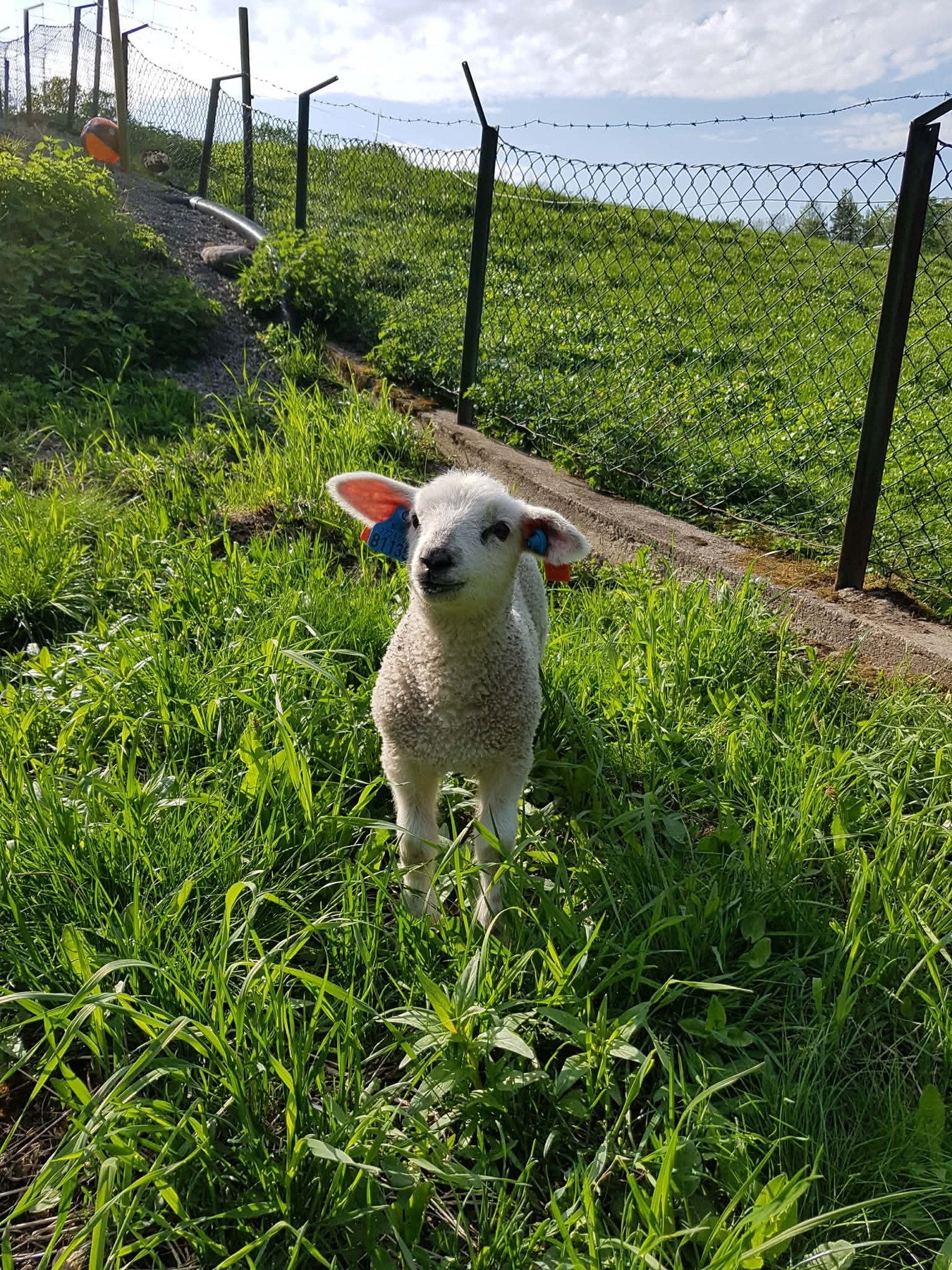 Selgers private bilder. Galleribilde