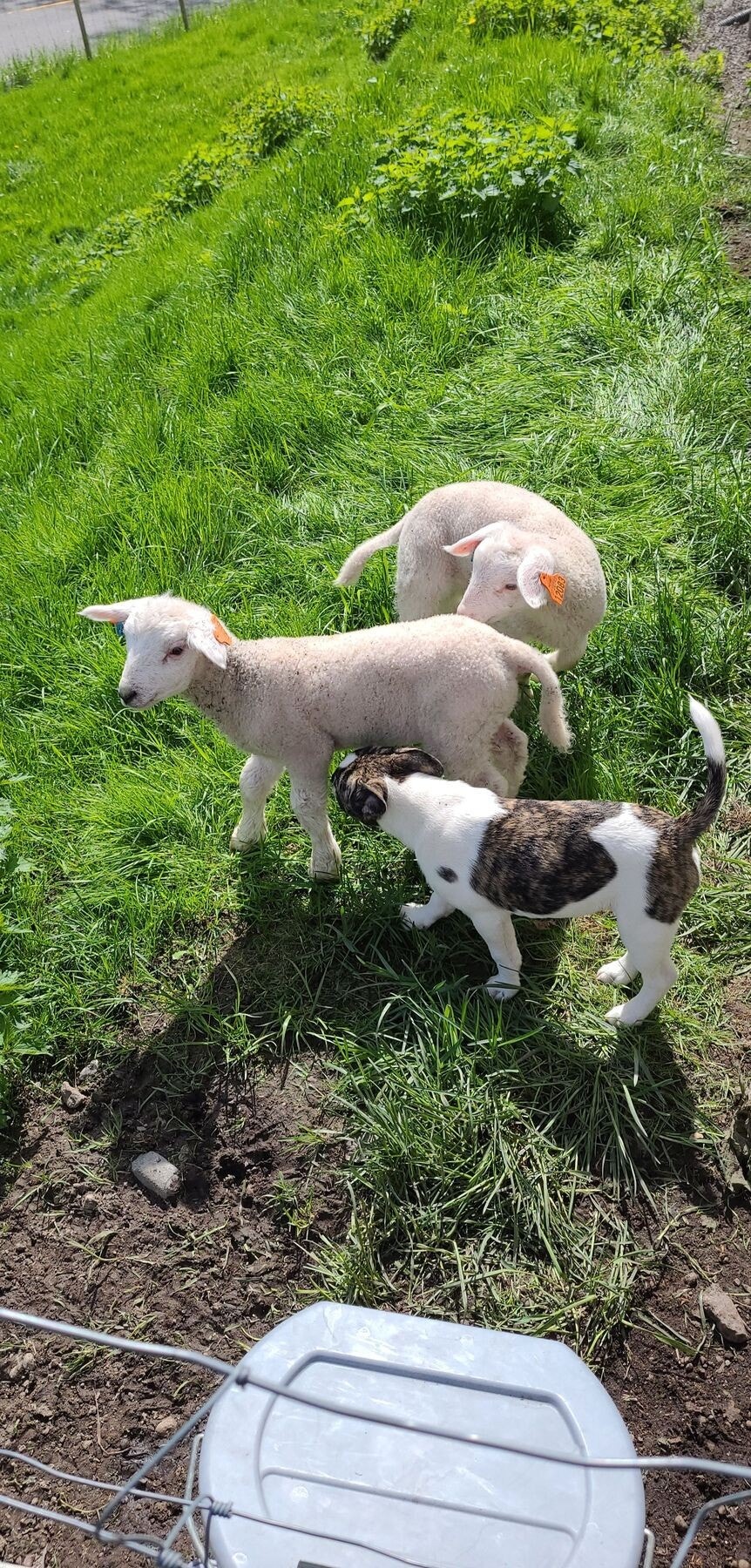 Selgers private bilder. Galleribilde