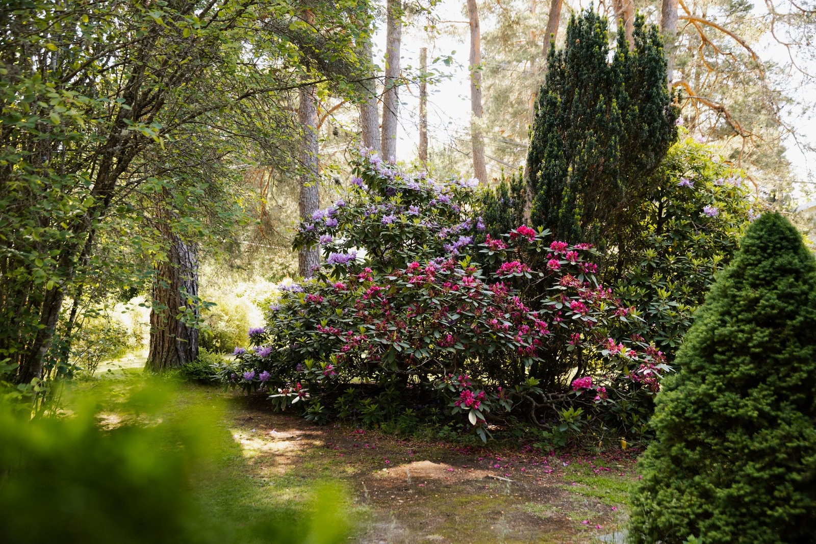 Sommerbilder fra prydbusker og bed i hagen. Galleribilde