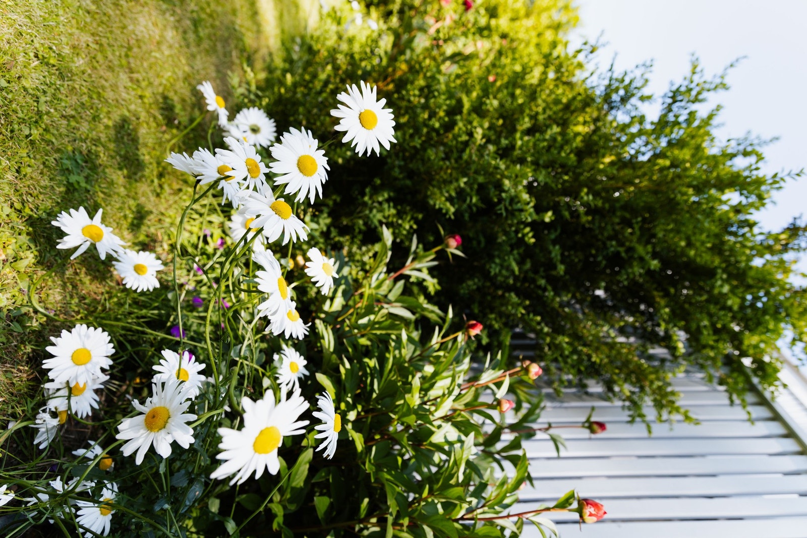 Hagebilde Galleribilde