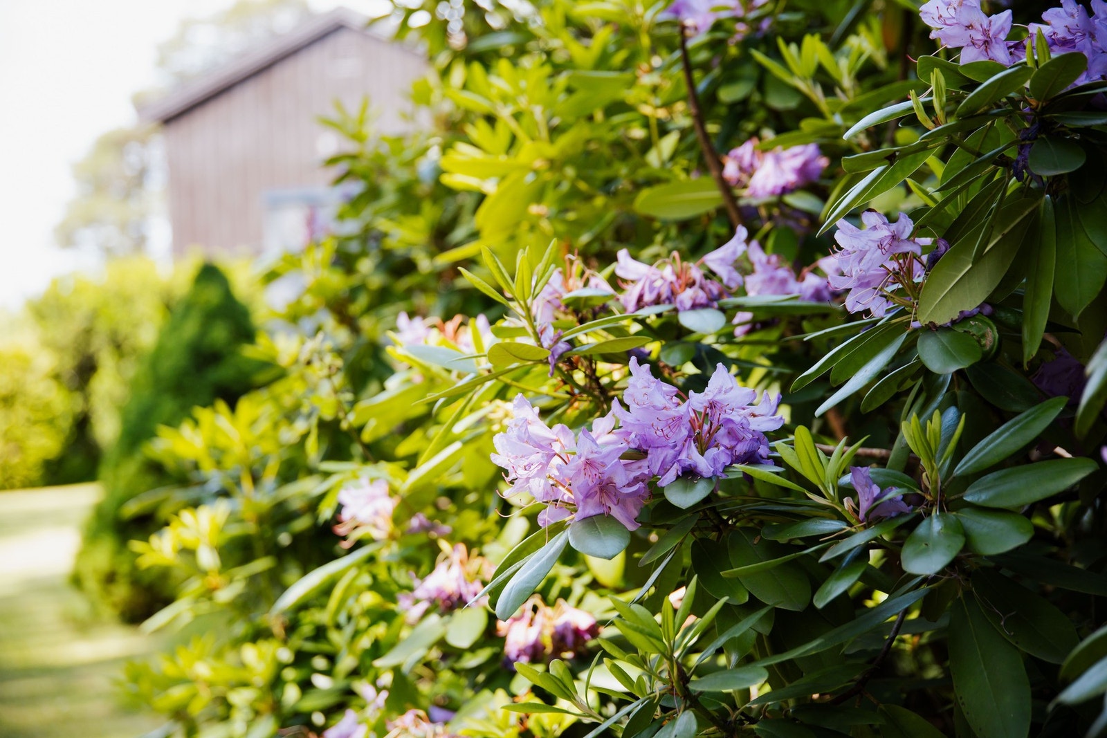 Hagebilde Galleribilde