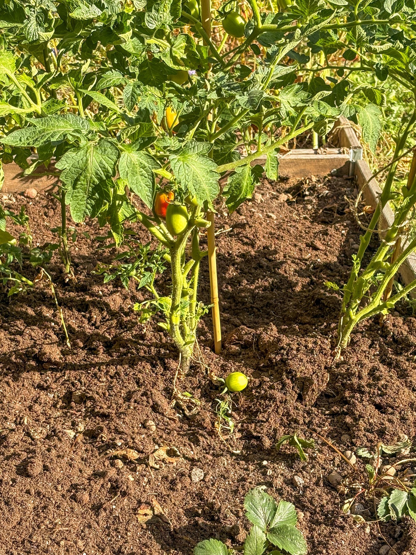 Egen hagegruppe som har ført til pergola, blomsterplanting og benker i bakgården. Galleribilde