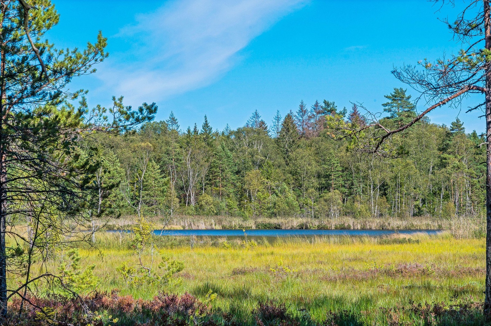 Tomten grenser inn mot skogen og vakre Adalstjern Galleribilde