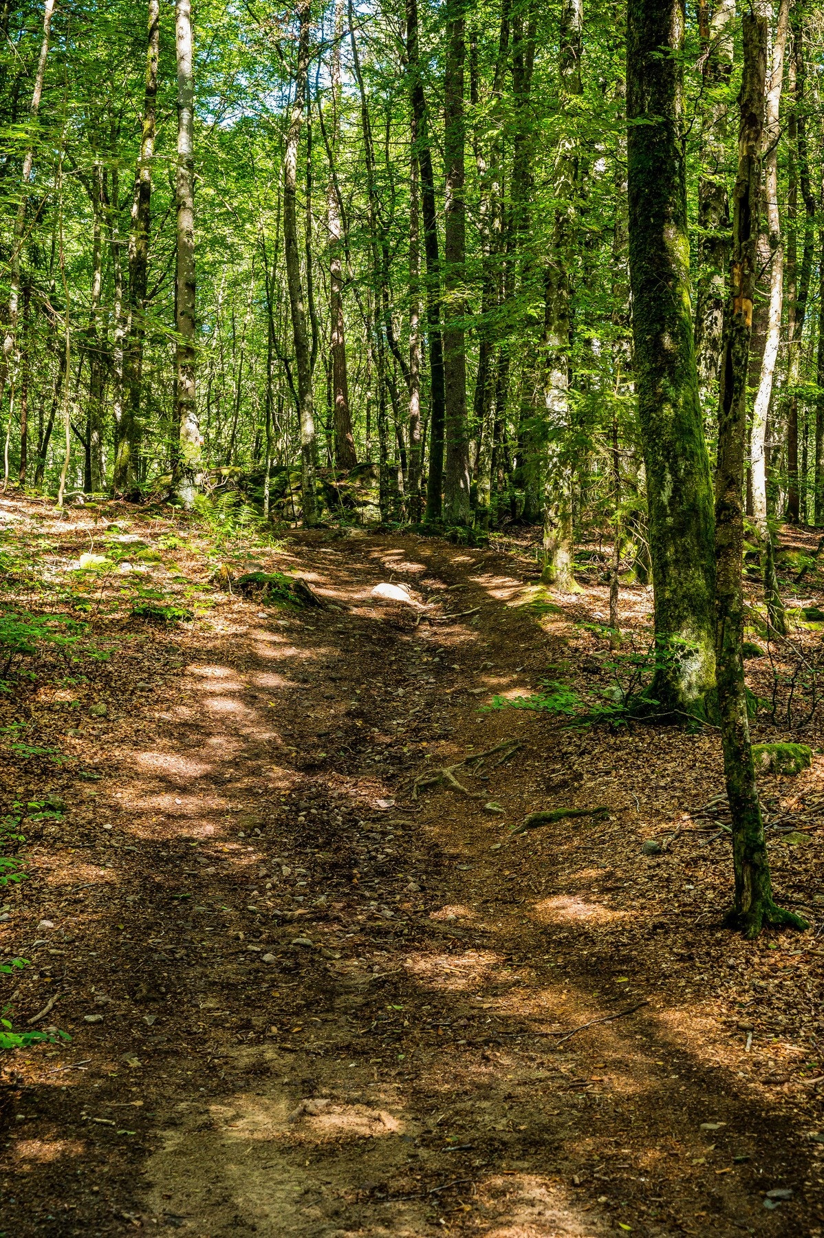 Fra egen tomt fortsetter man rett ut i skogen med turstier i flere retninger Galleribilde