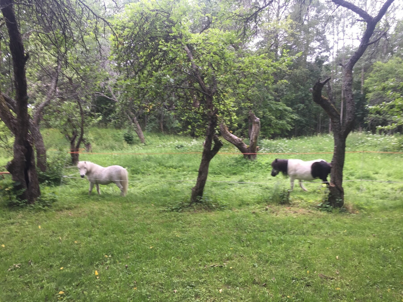 Hagen har tidligere vært benyttet som feriekoloni for ponnier fra EKT rideskole Galleribilde